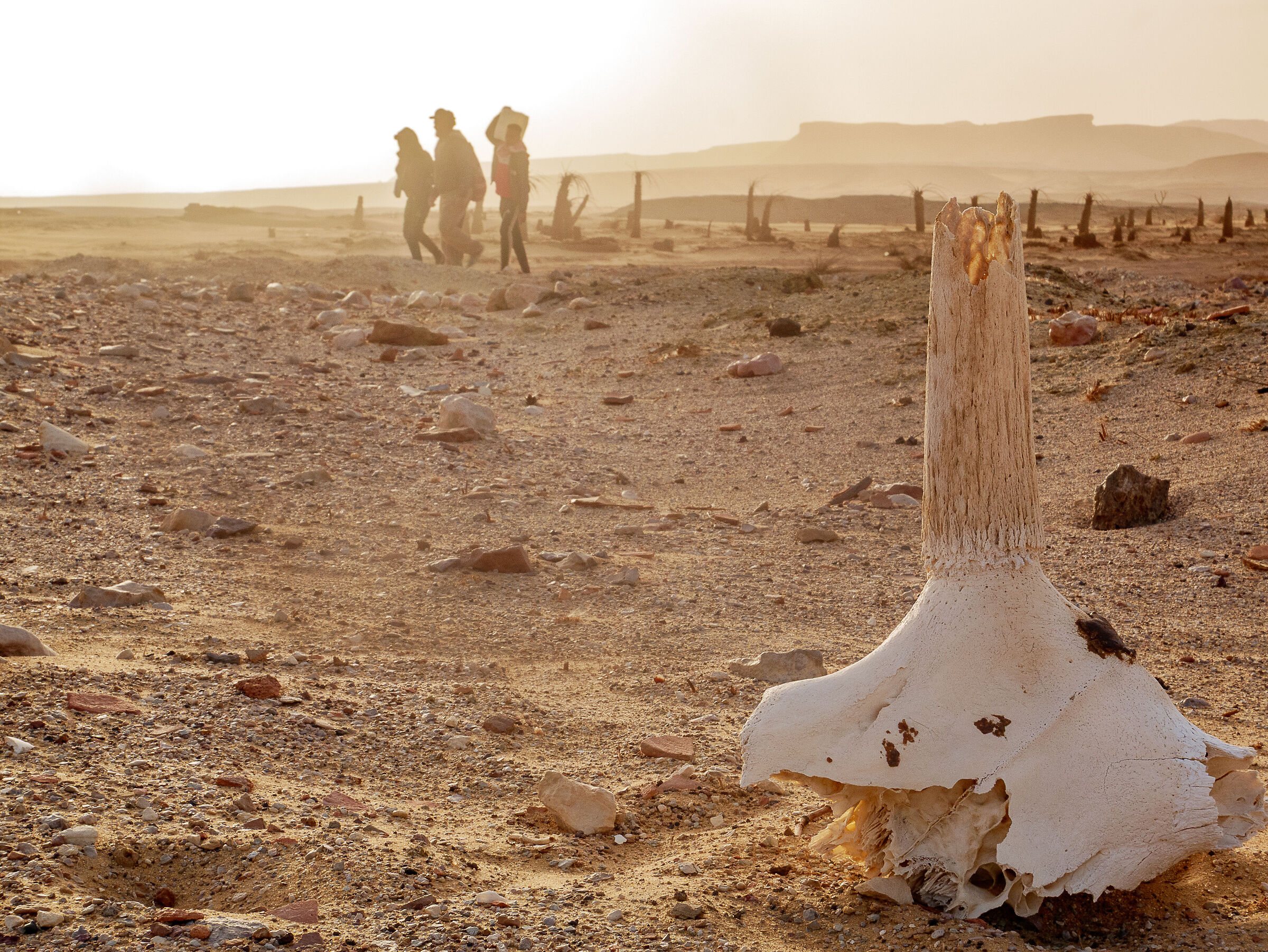 When you need water in the desert...