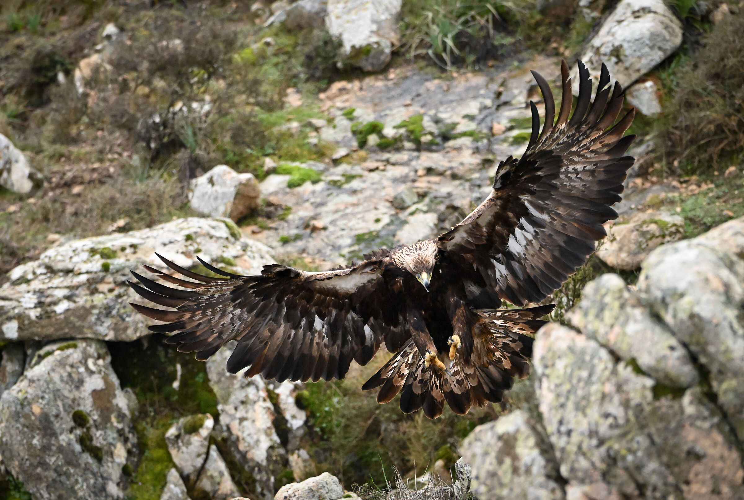 Golden eagle