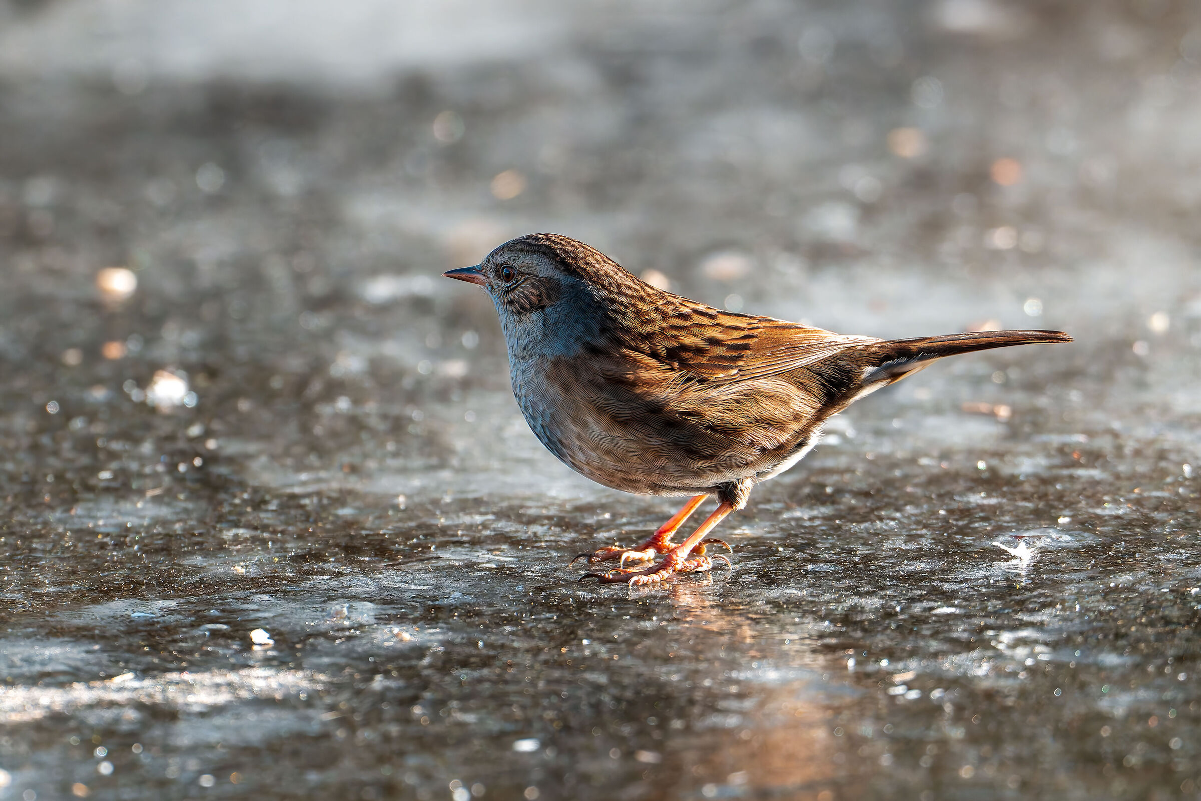 Prunella modularis on ice