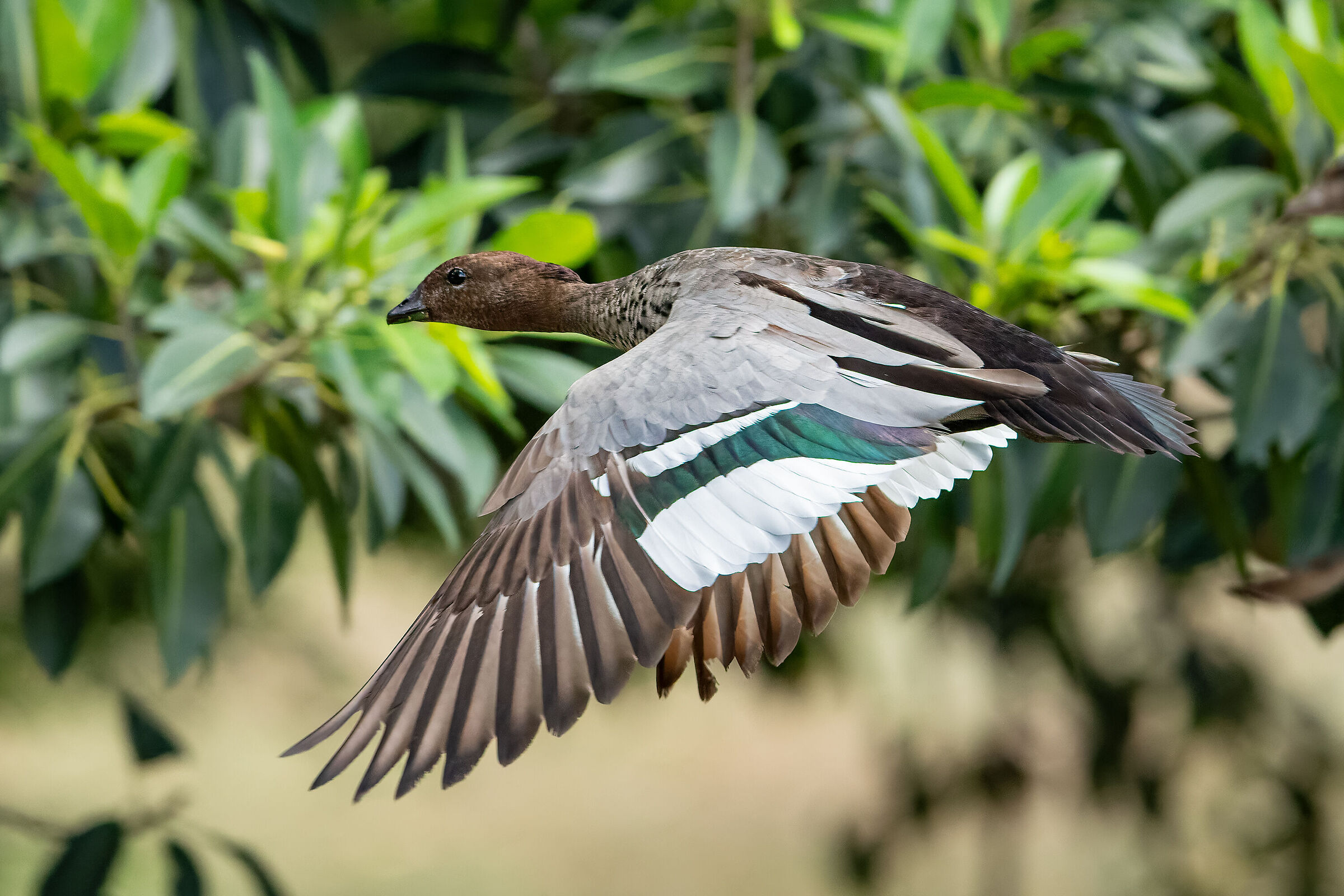 Chenonetta jubata