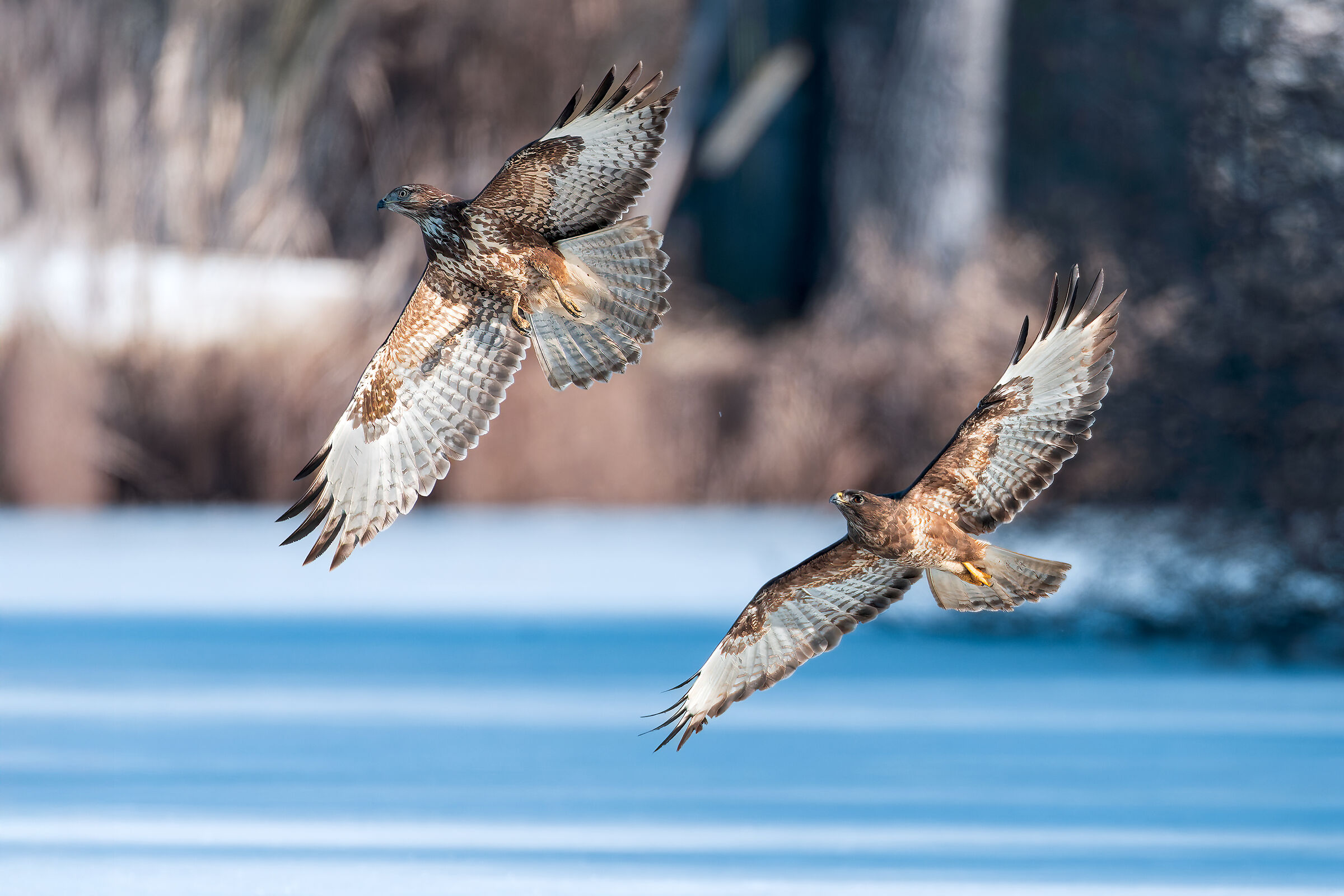 Buteo buteo