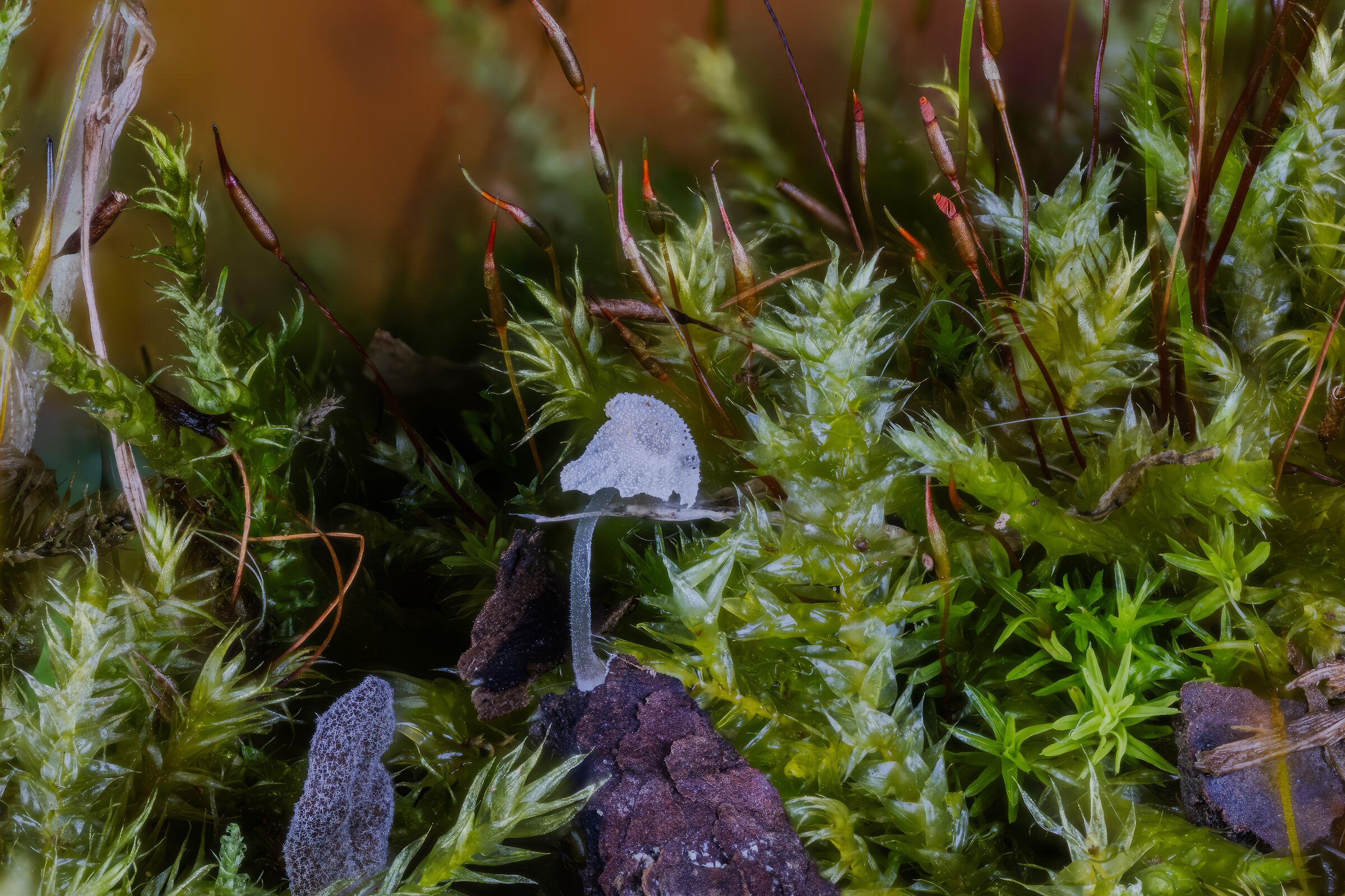 Hemimycena delectabilis