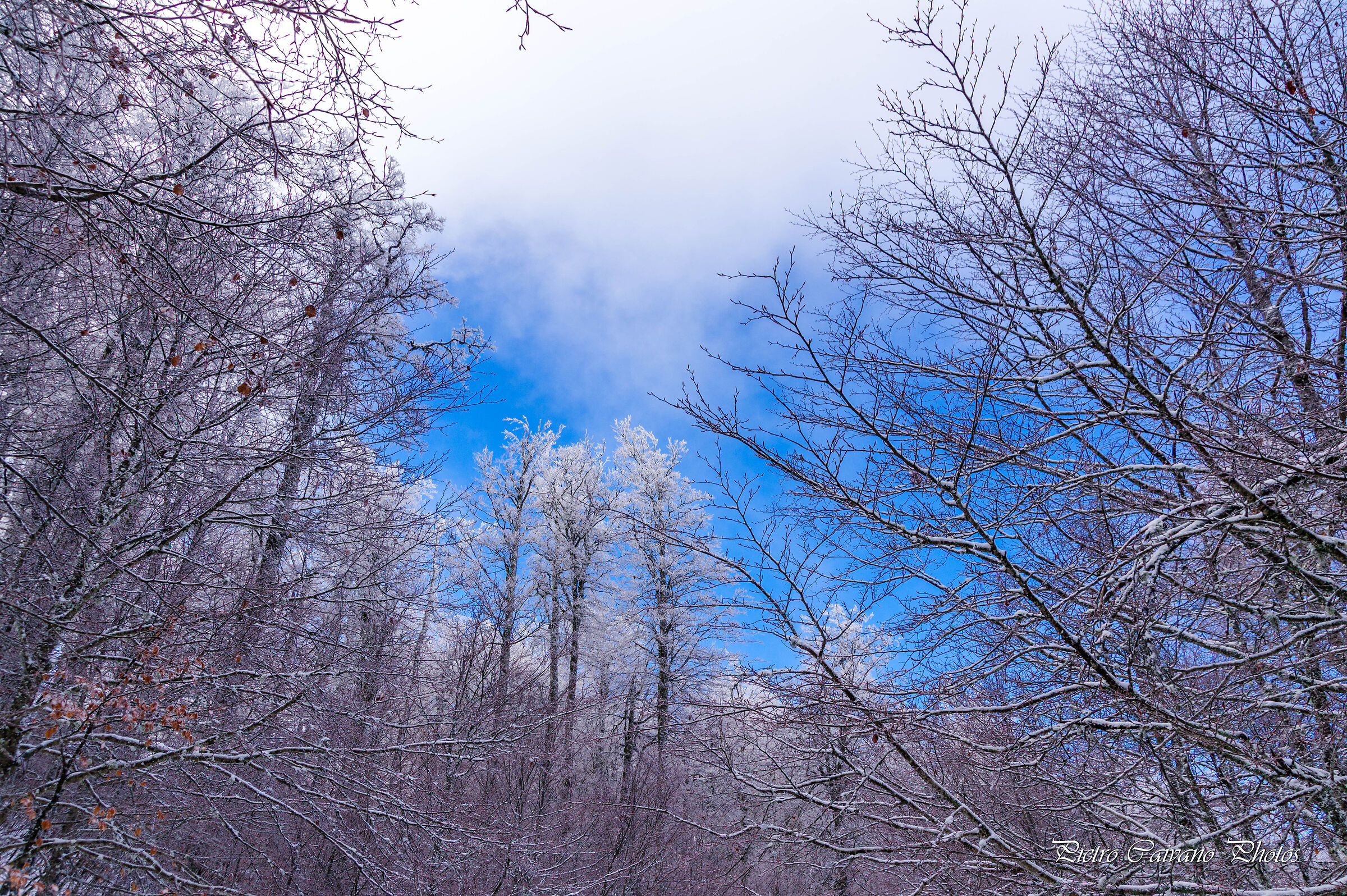 A Winter Painting in Nature