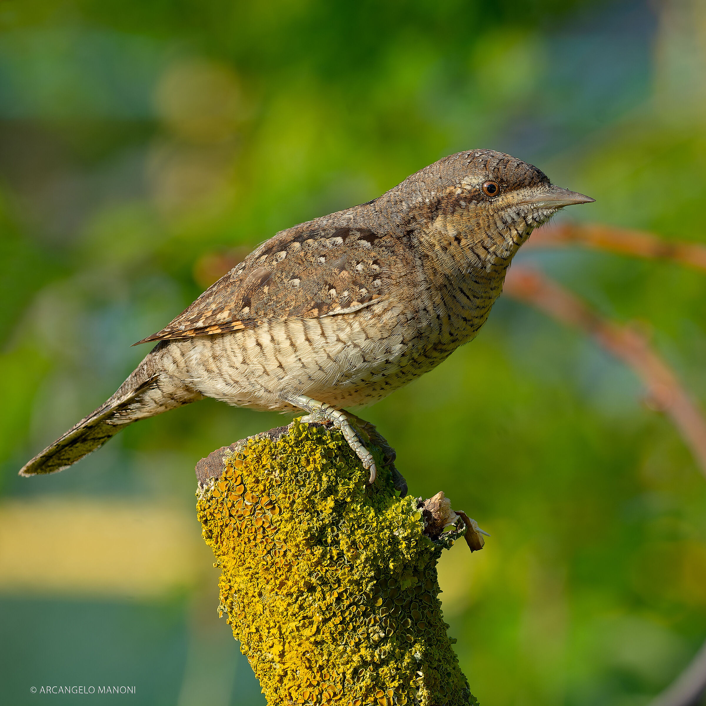 Il torcicollo inquadrato....