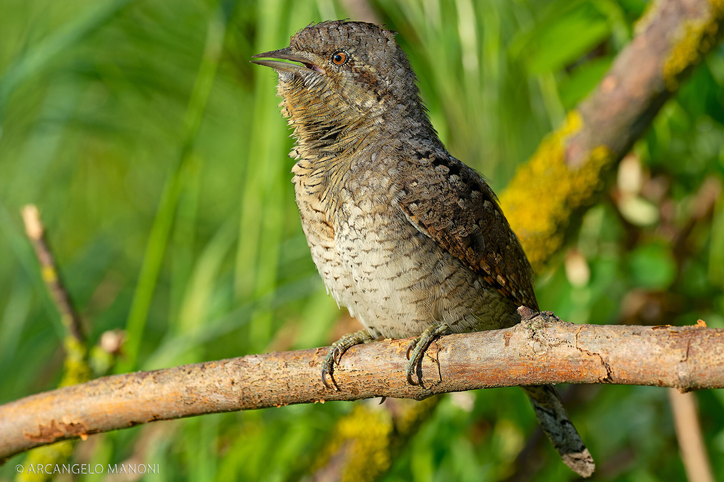 Il cantante della primavera