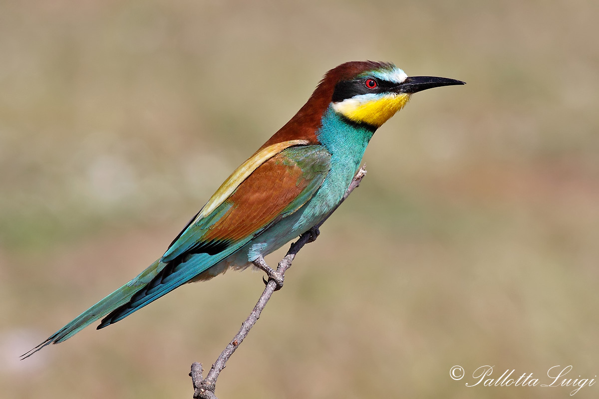 Bee-eater (Merops apiaster)