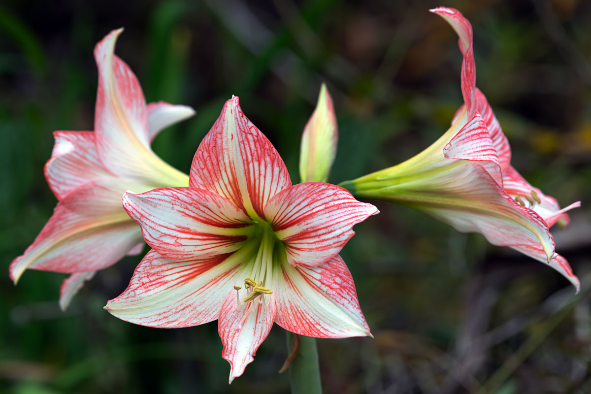 Lily Star of the Knight