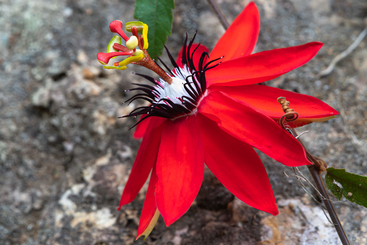 Passionflower