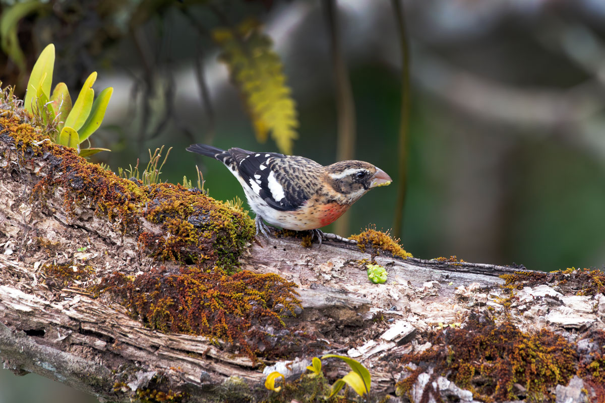 Rose-breasted grossbill