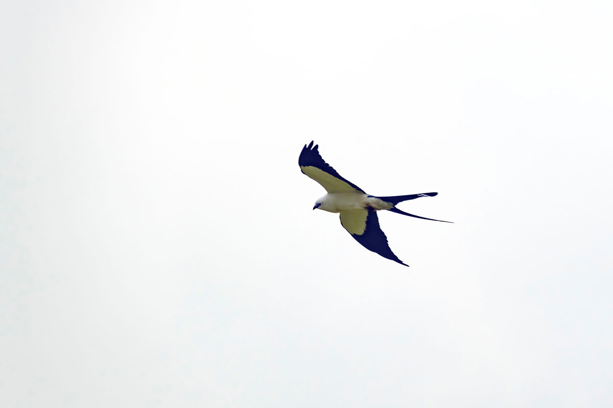 Swallowtail Kite
