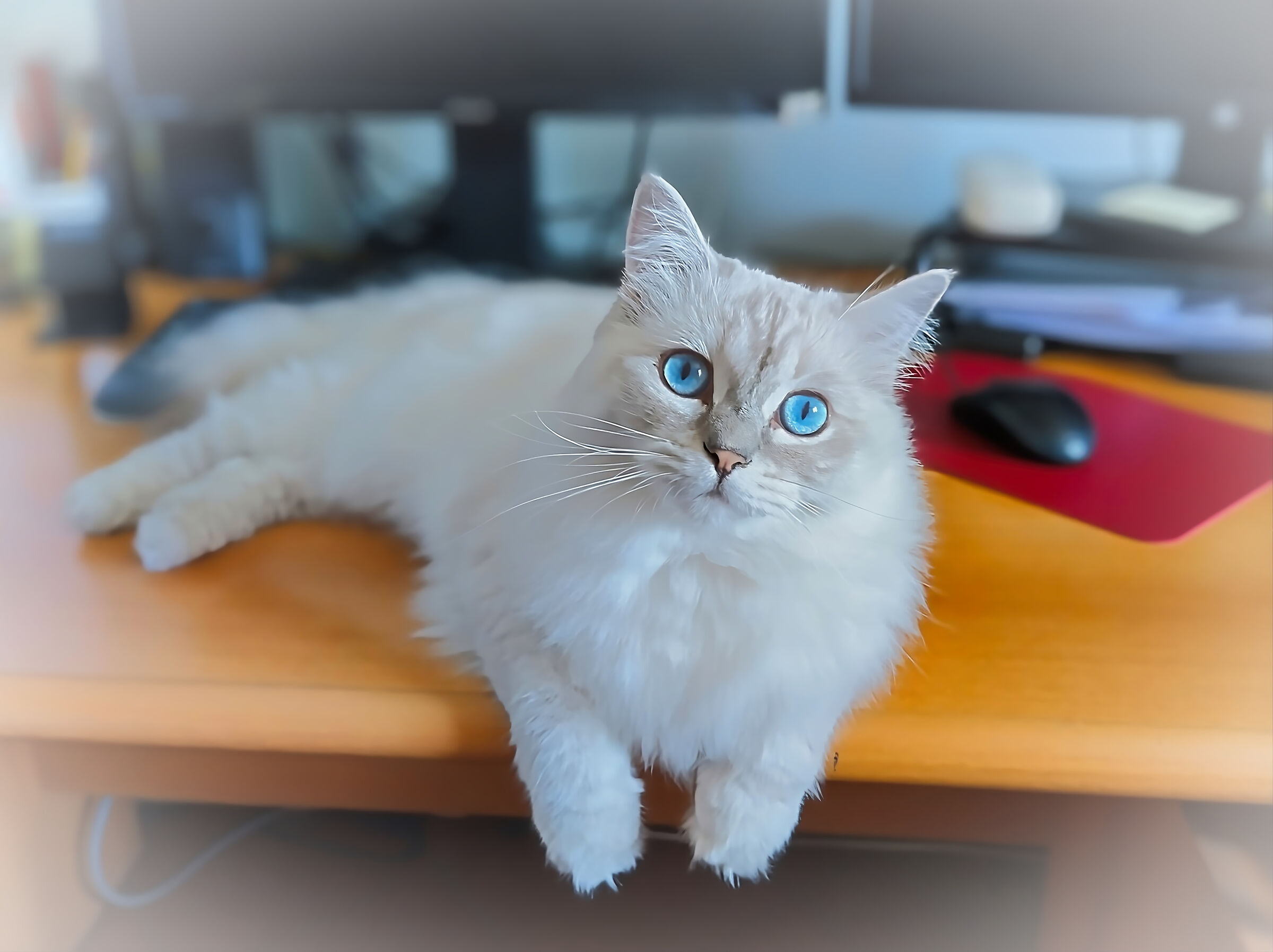 Gatta e Mouse: Assistente allo Smart Working