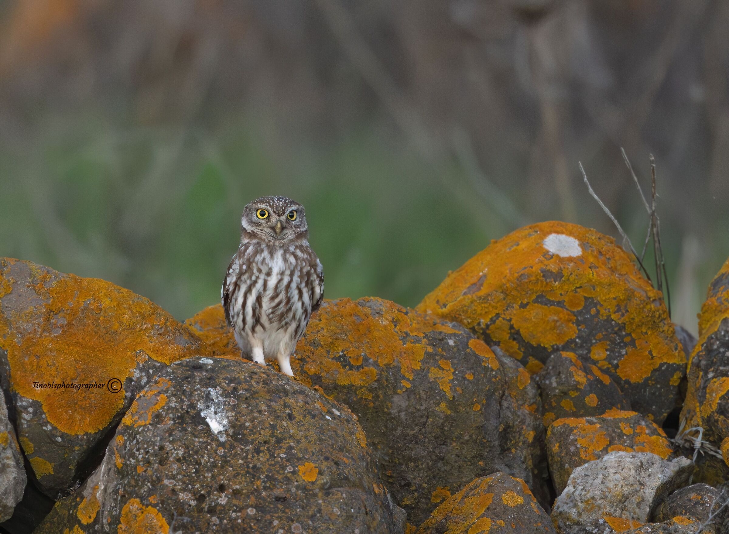 owl (Athene noctua)