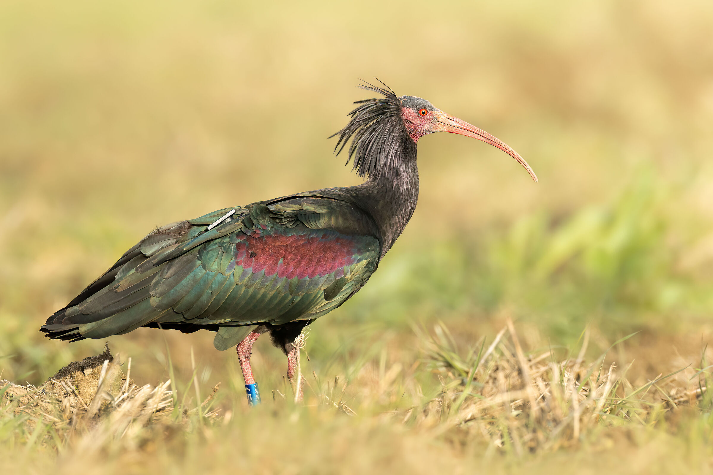 The dress is beautiful, the model... a little less