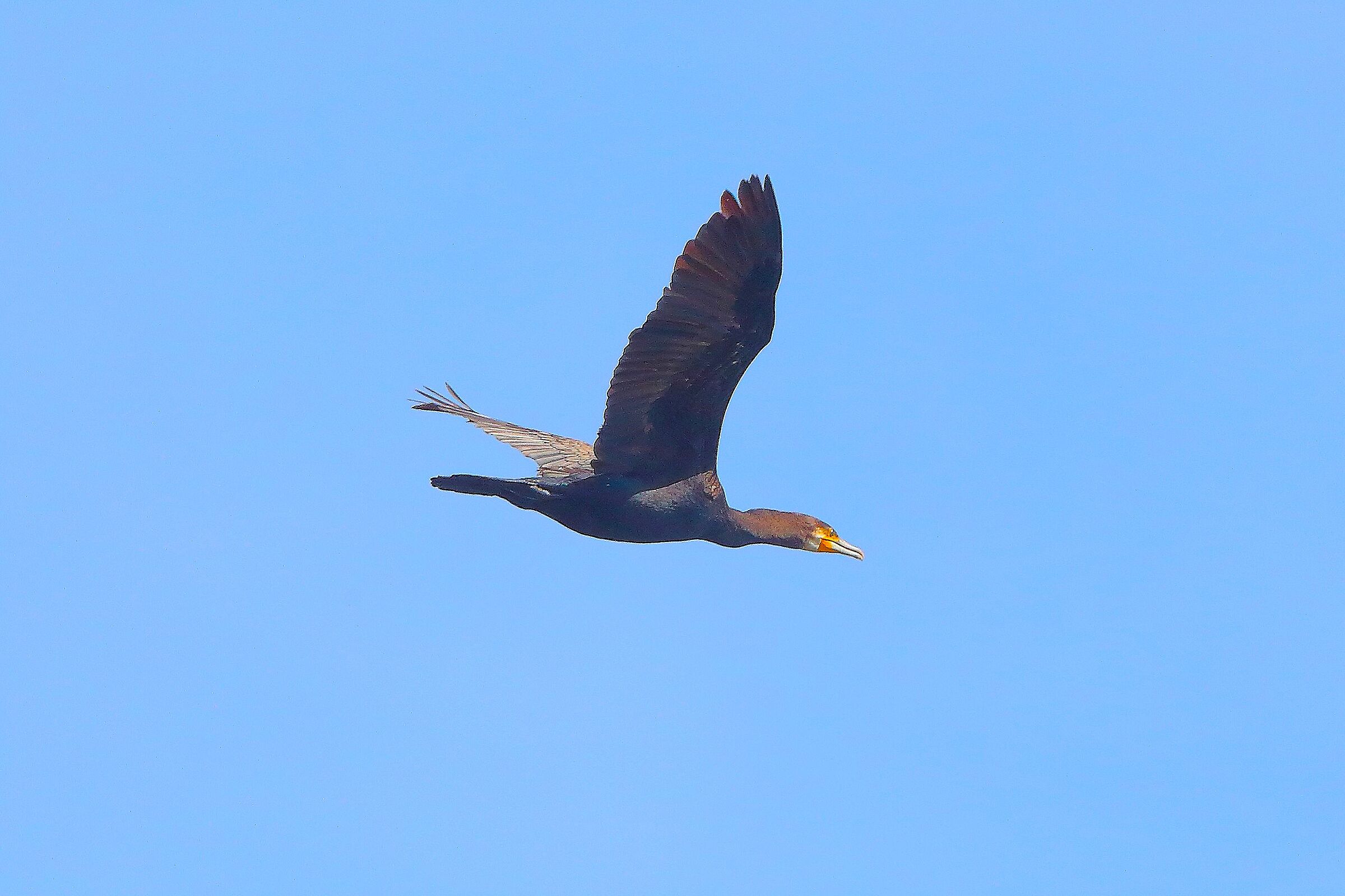 Cormorano 16 settembre 2025 - 0108