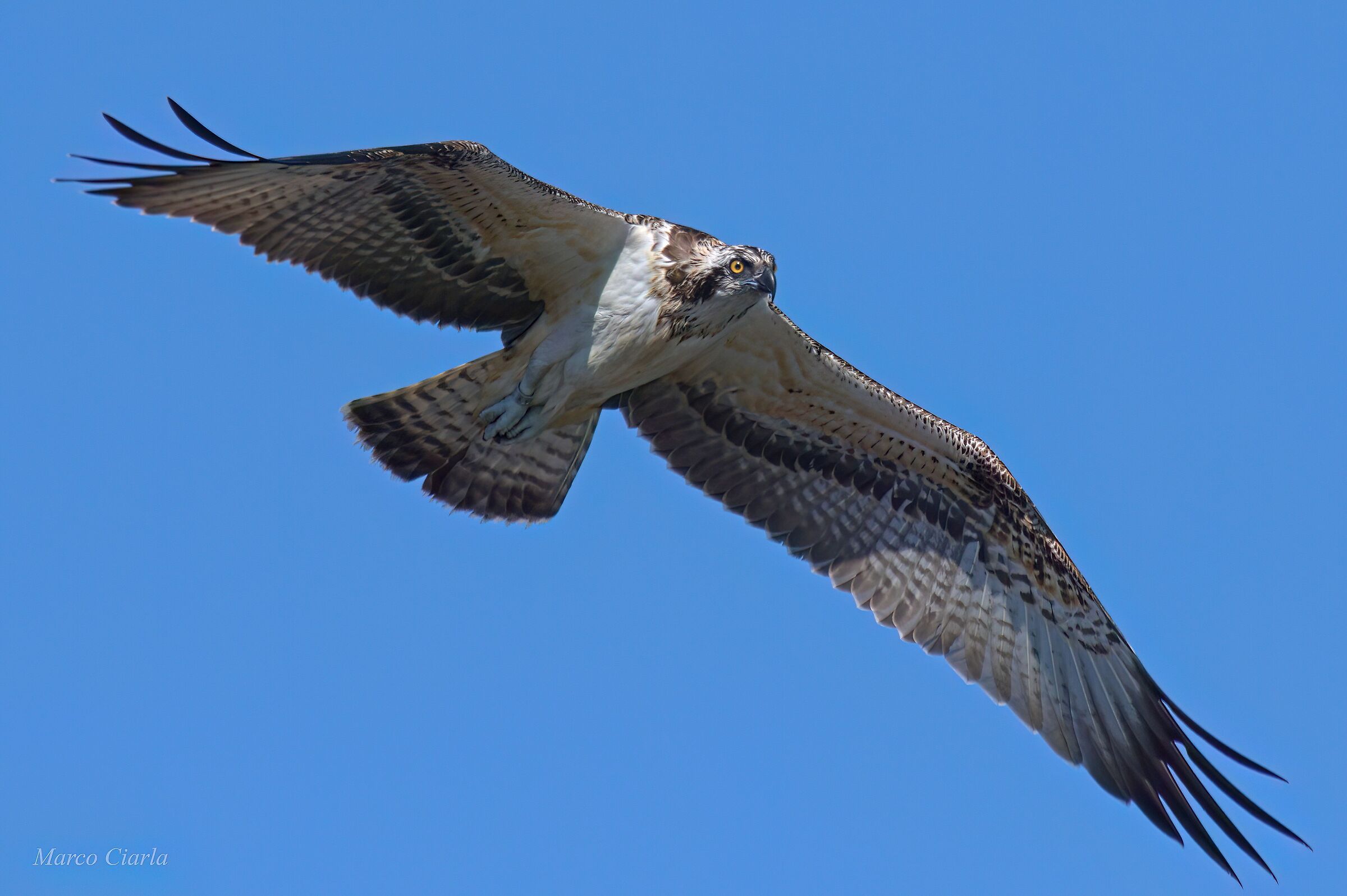 Falco pescatore (Pandion haliaetus)