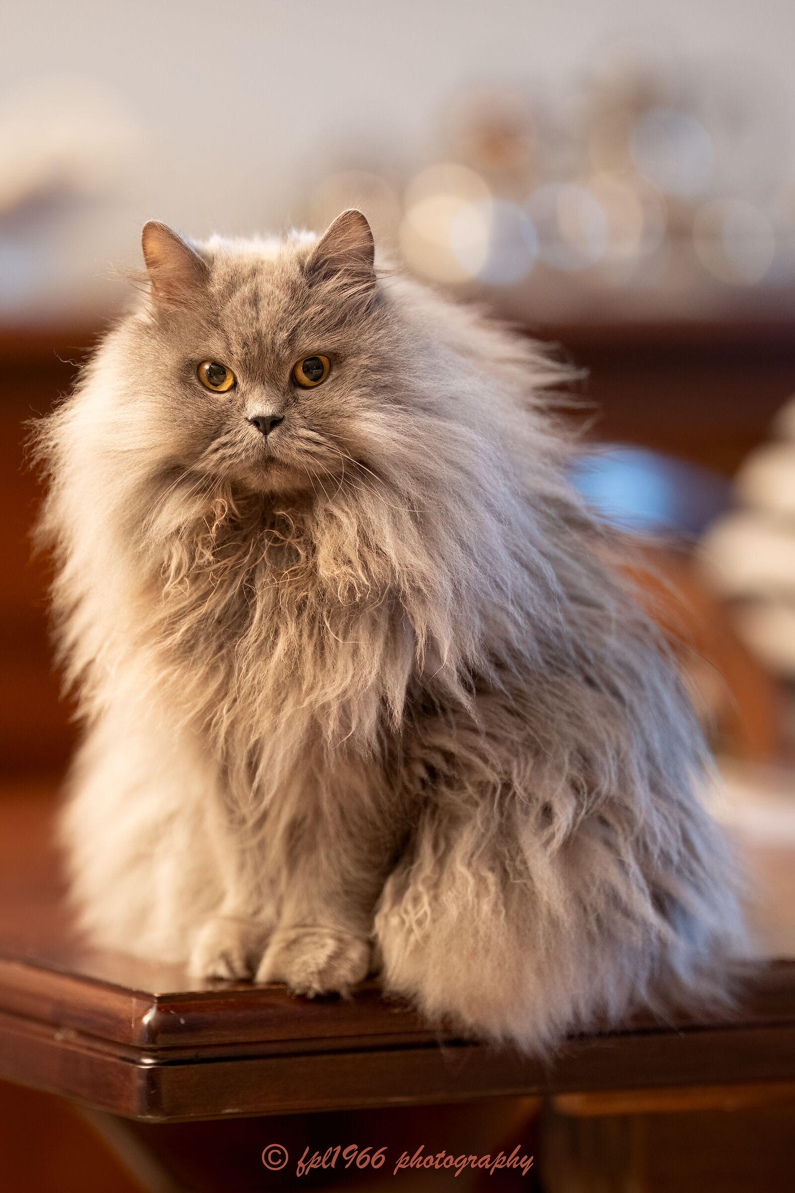 Sofia British longhair