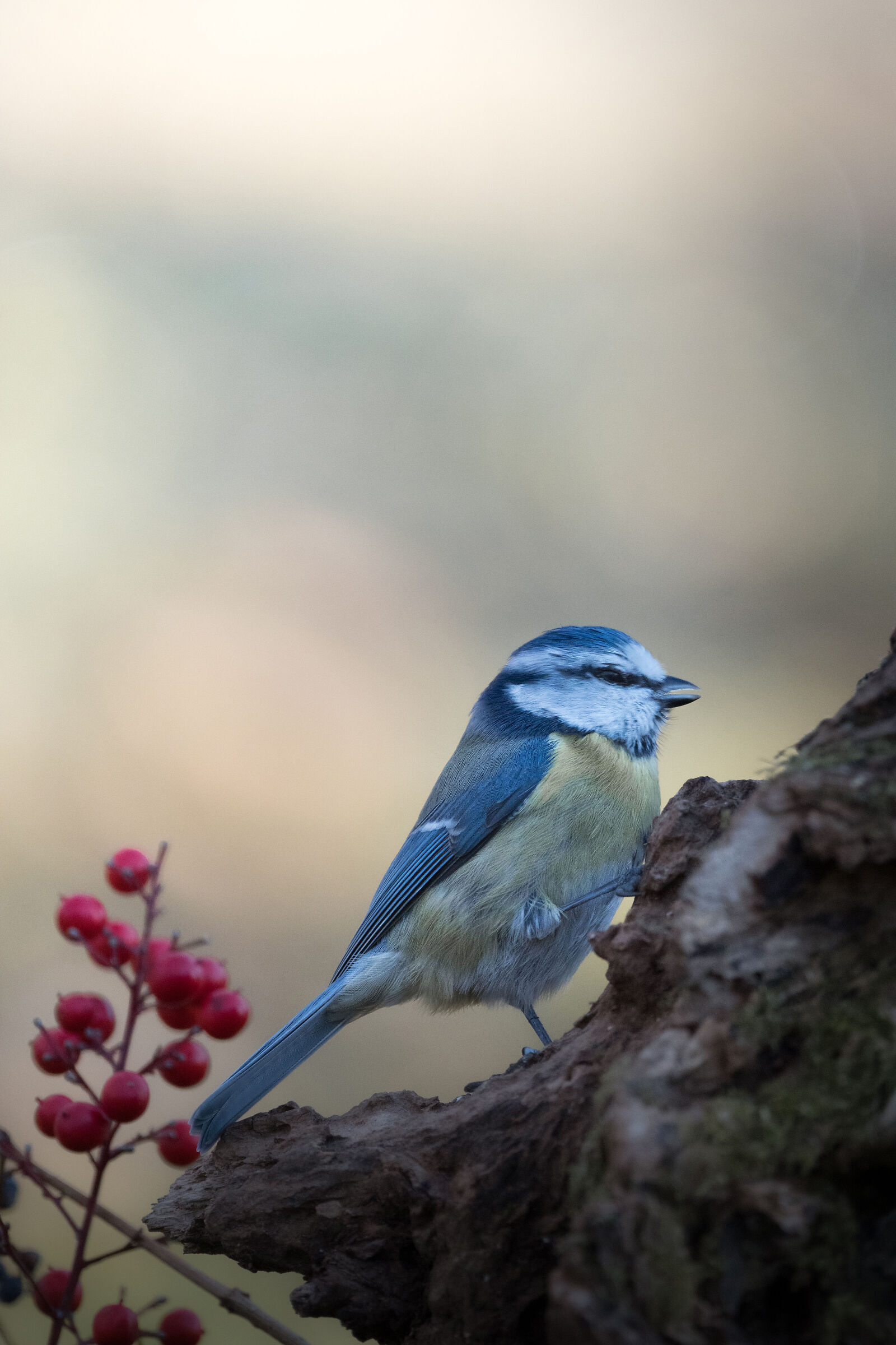Blue in the branches in winter