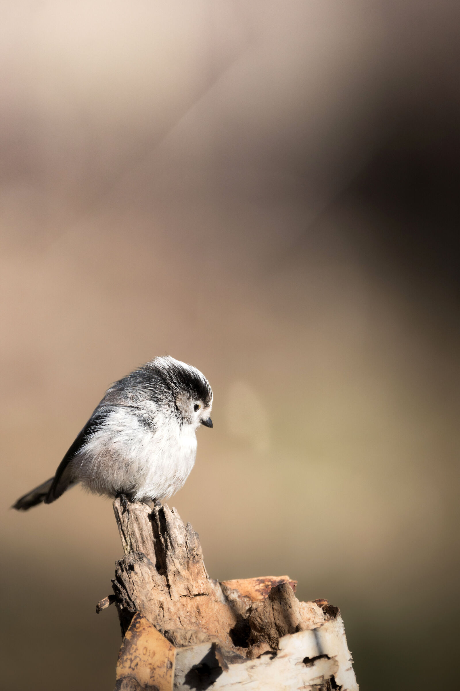Long-tailed in winter