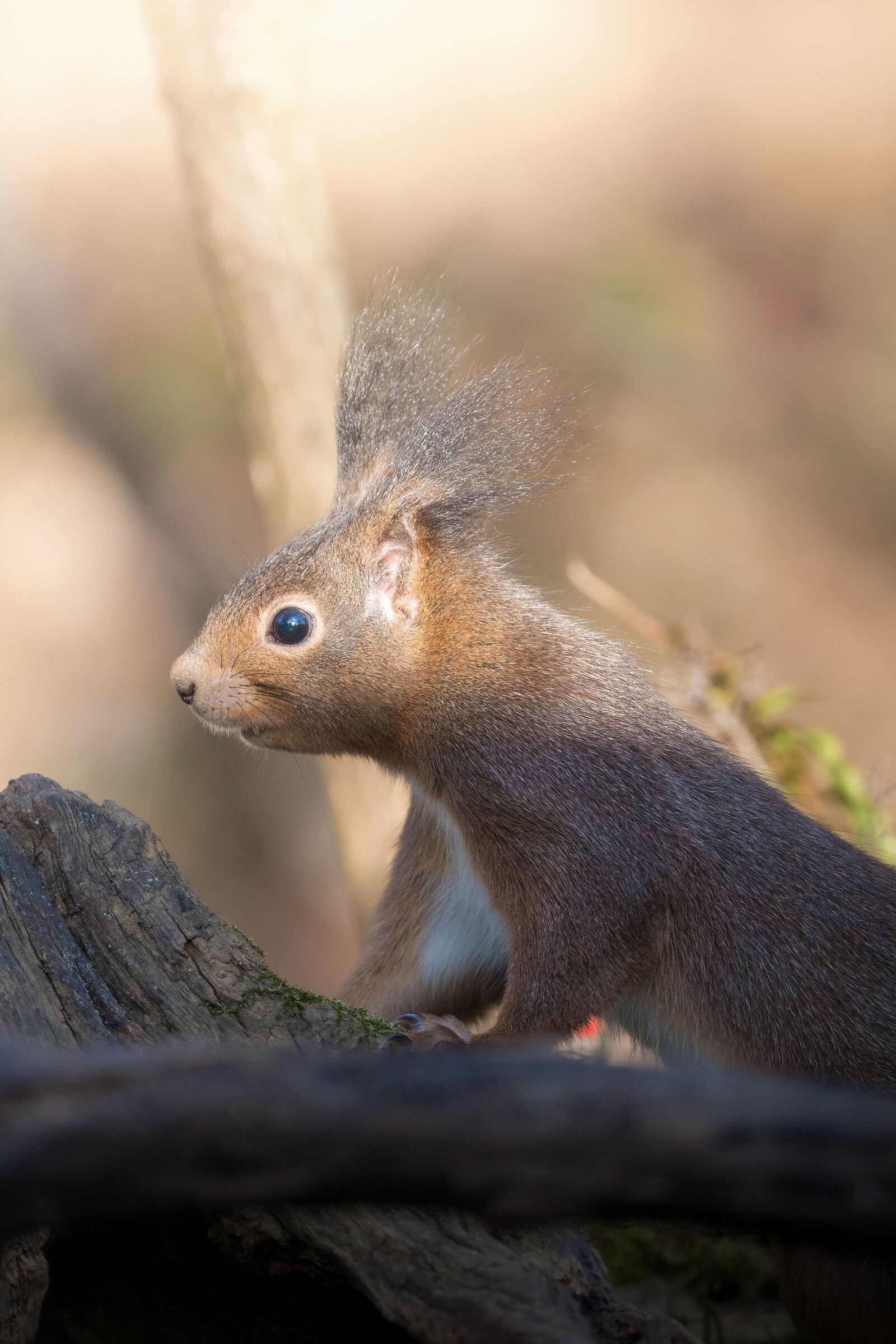 Red squirrel
