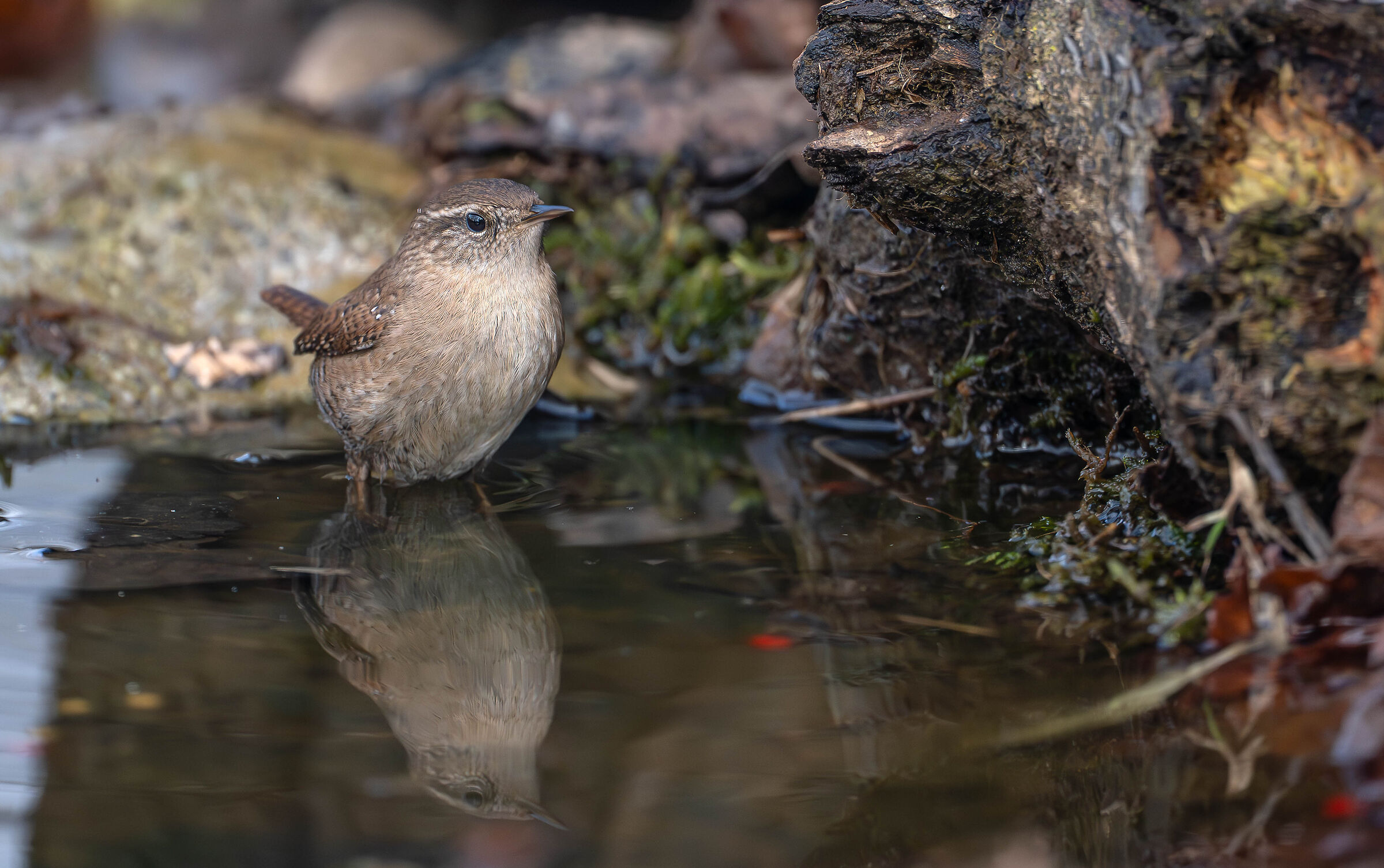 Wren