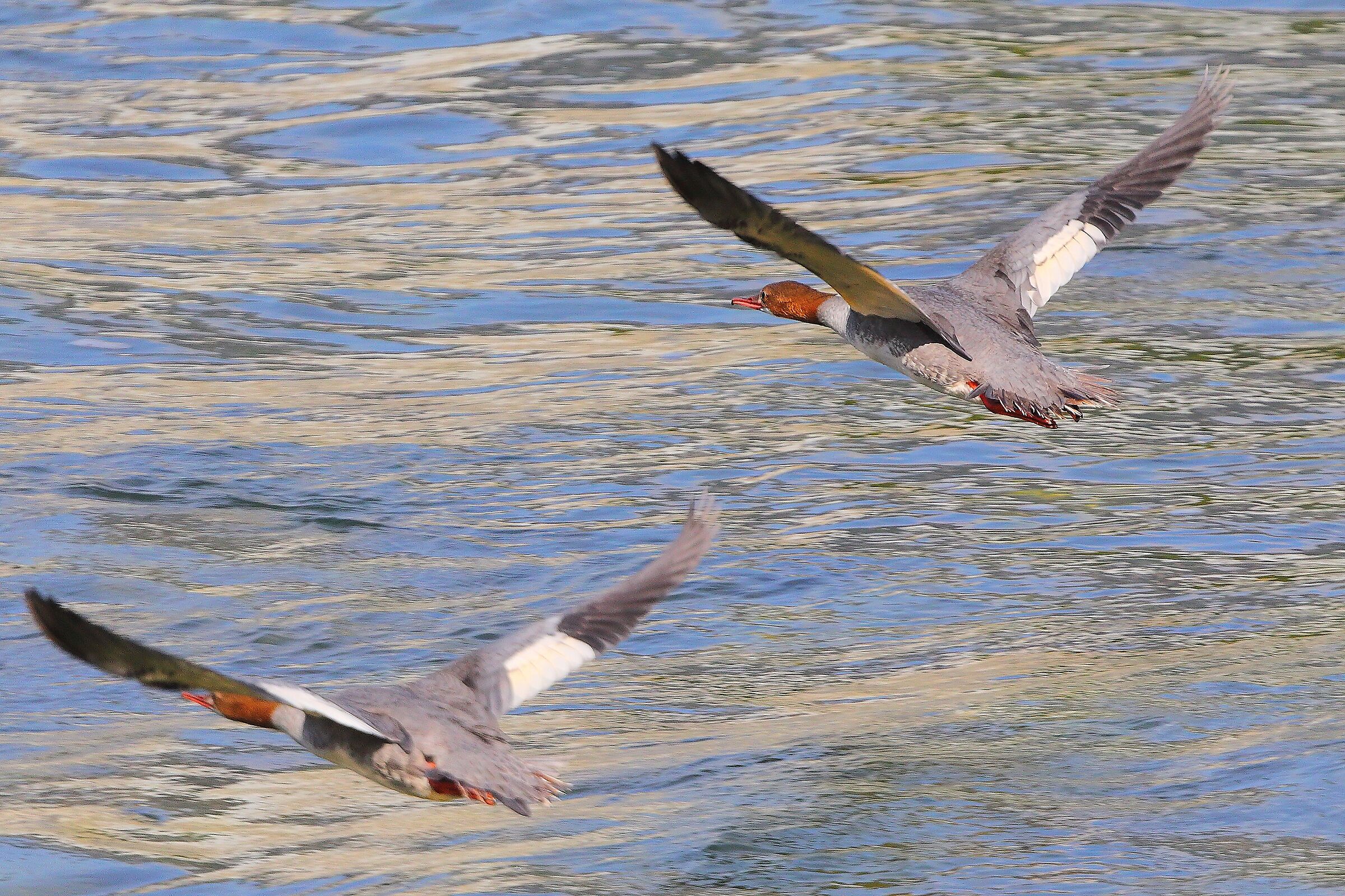 Smerghi F 16 settembre 2025 - 0233