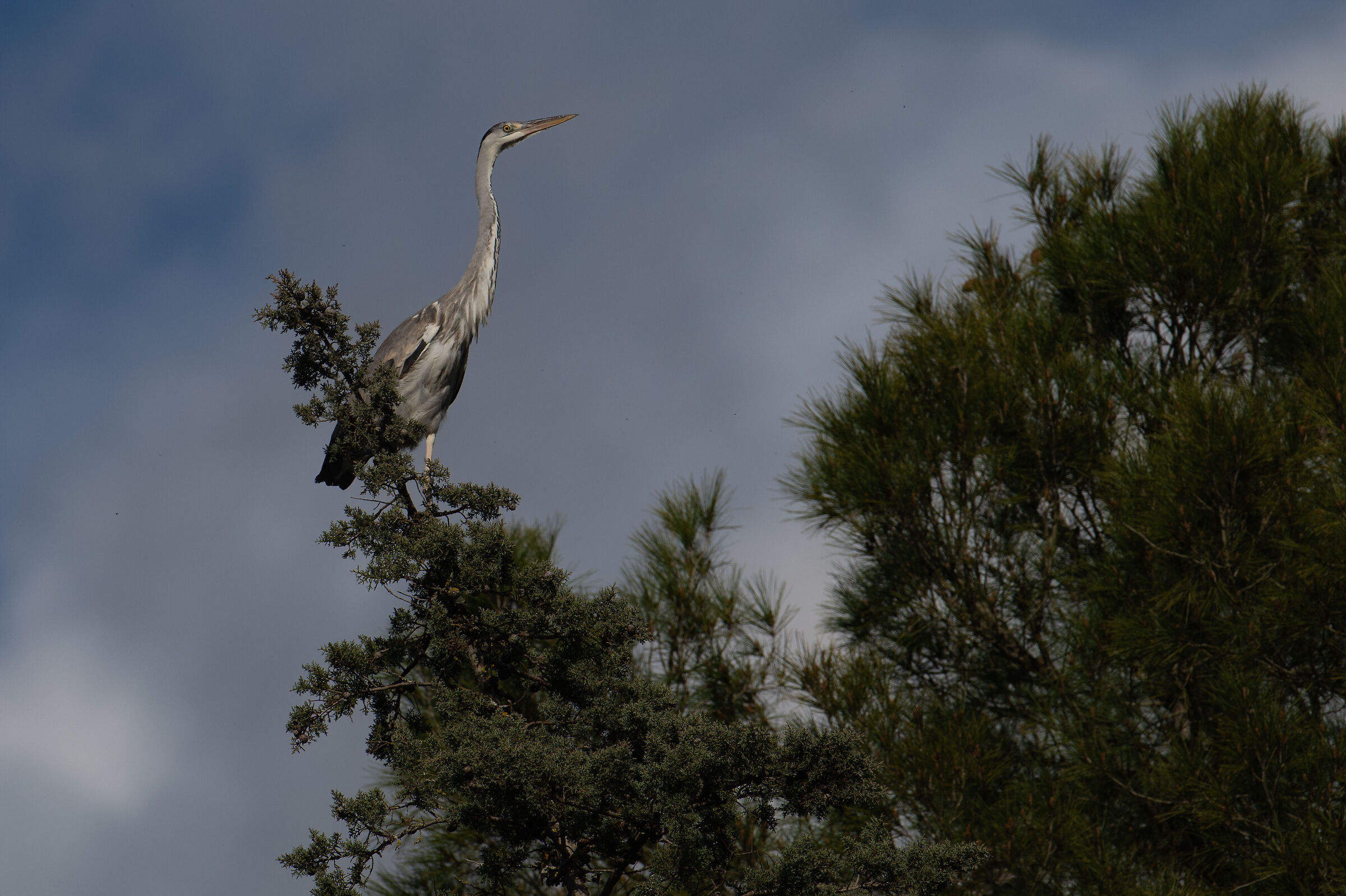 Grey Heron