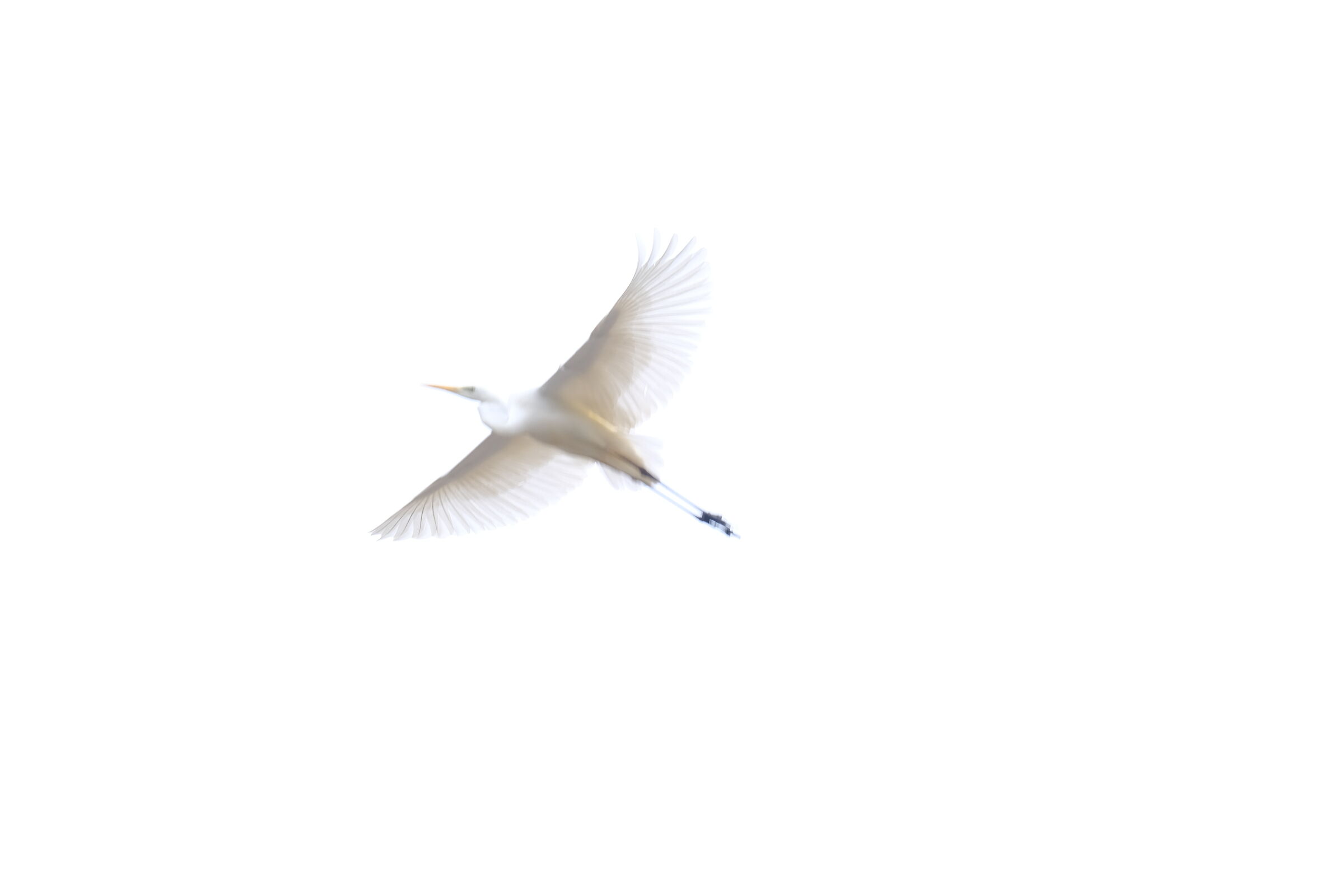 trasparenze  airone bianco in volo