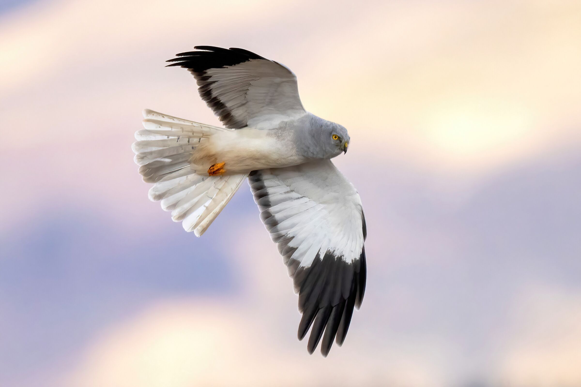 Hen Harrier (Circus cyaneus)