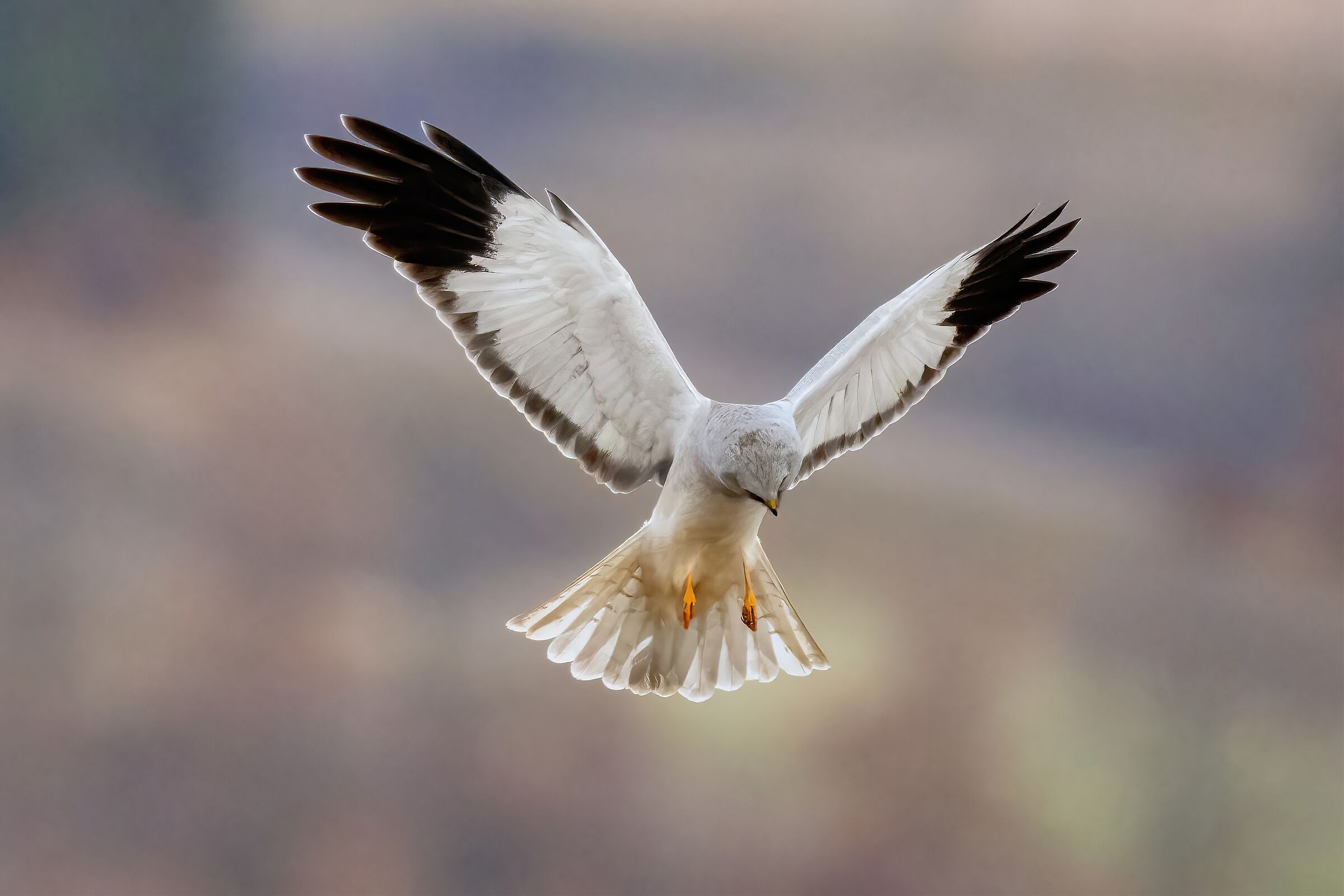Hen Harrier on the hunt