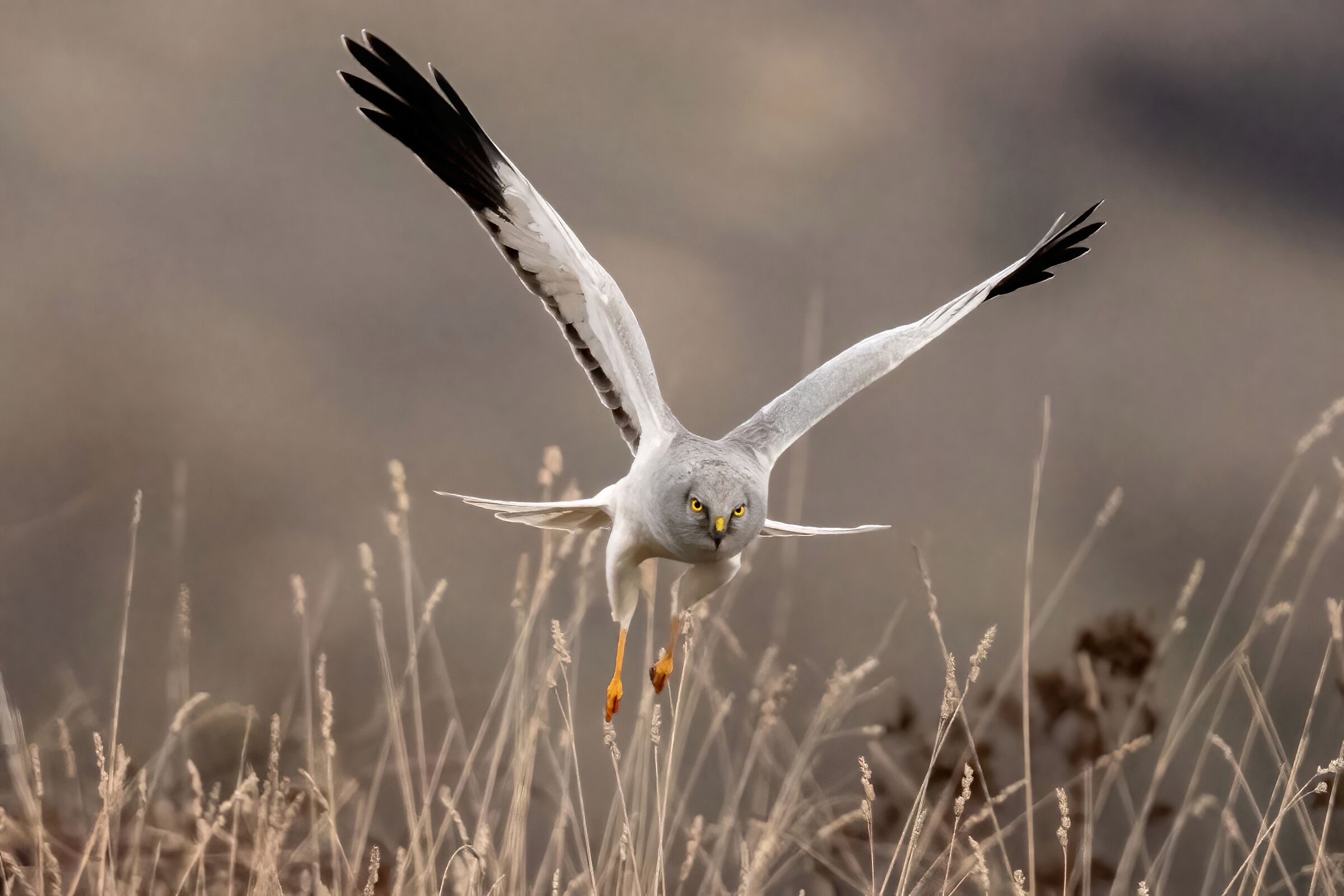 Hen Harrier on the hunt