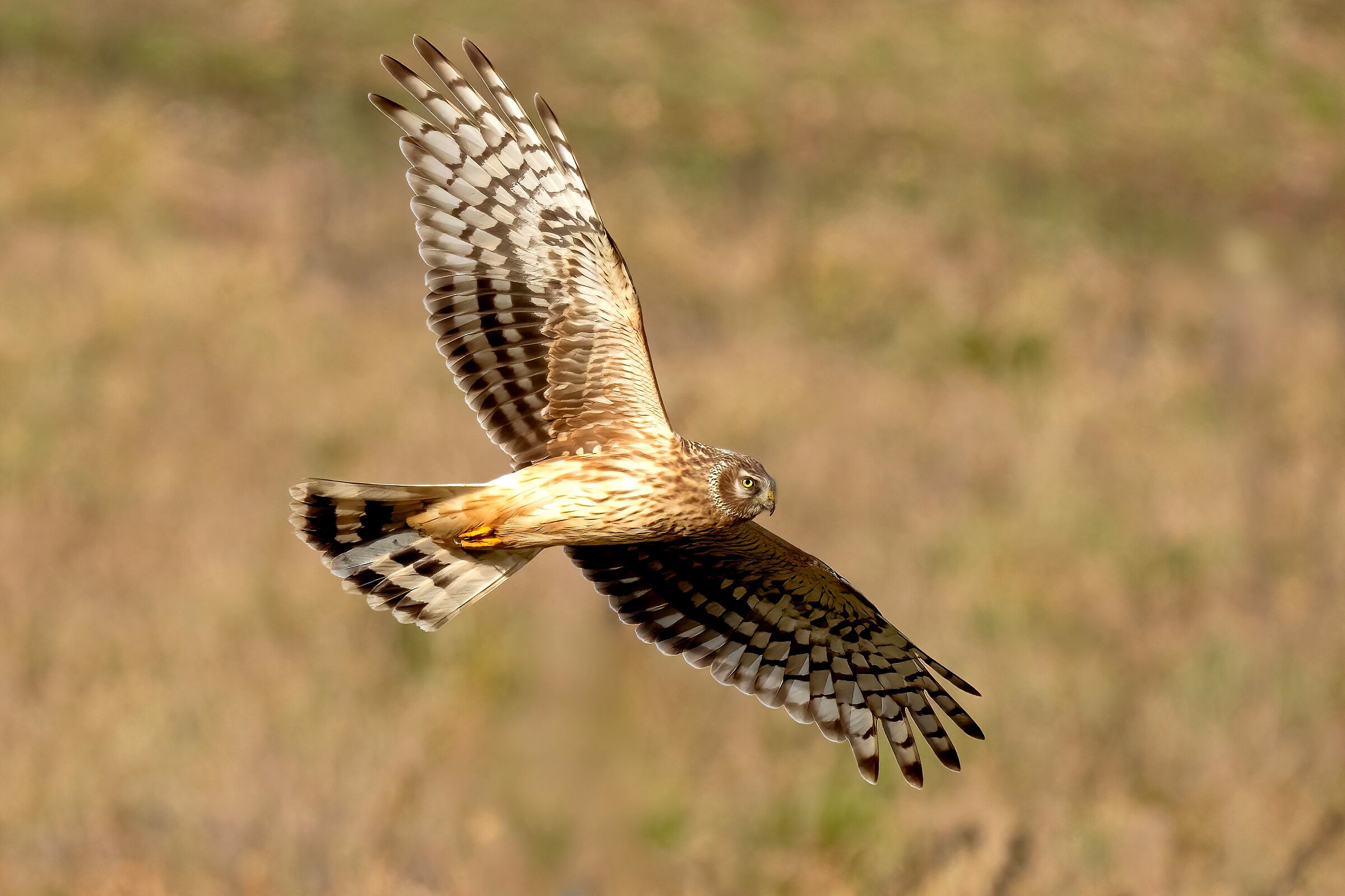 Hen Harrier (Circus cyaneus) female