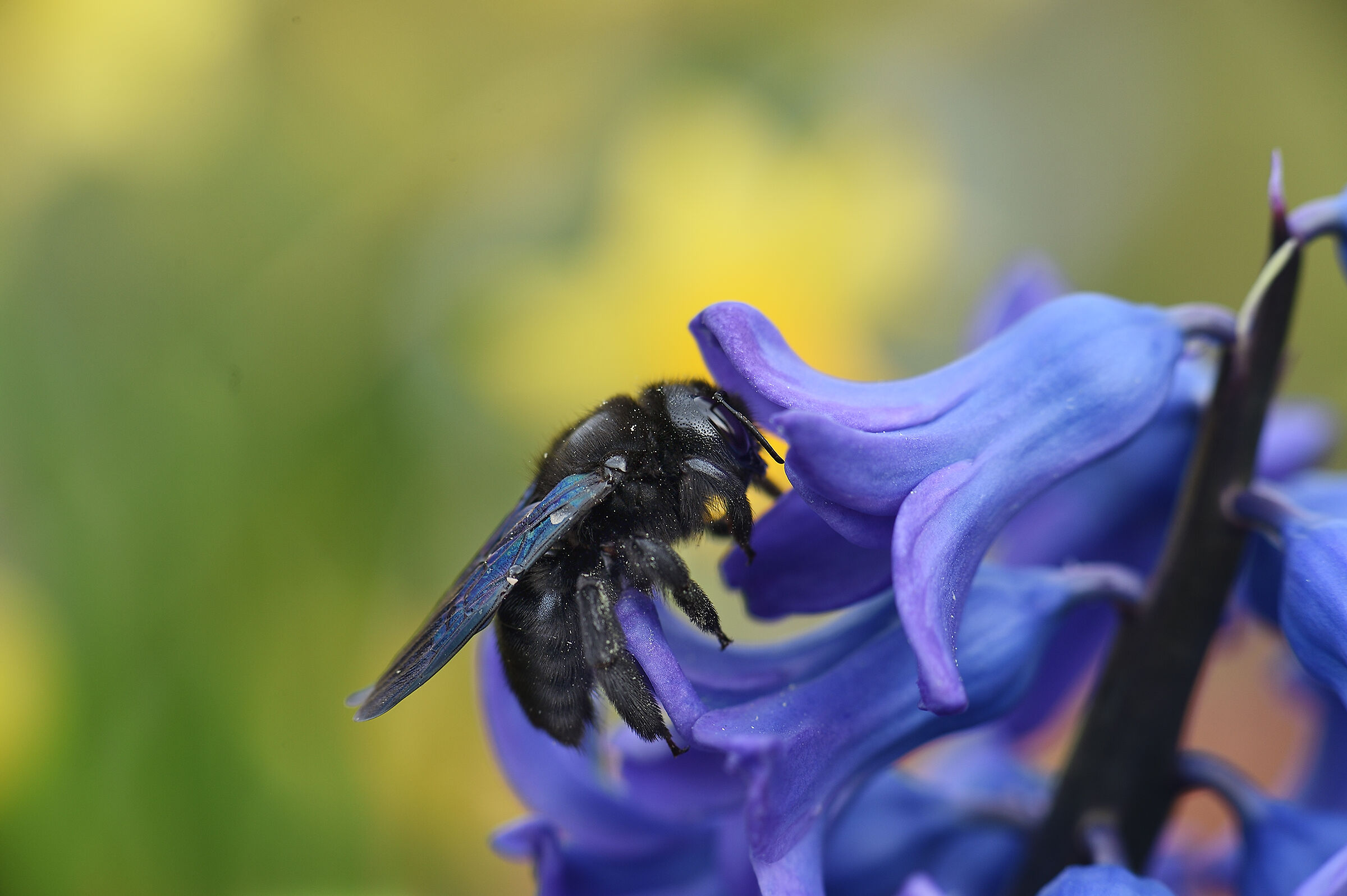 ape legnaiola (Xylocopa violacea)