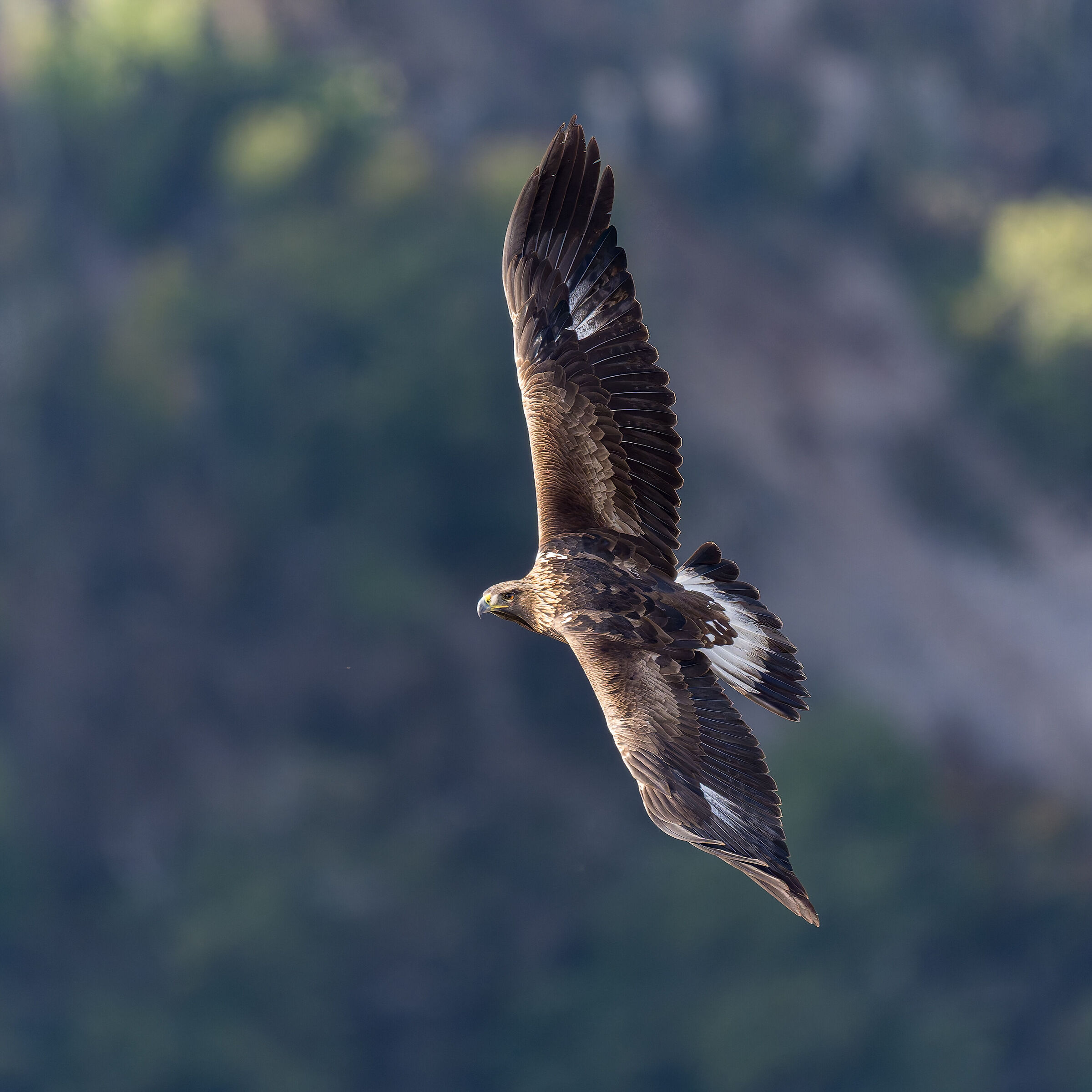 Aquila -Parc naturel régional des Baronnies Proven&cc...