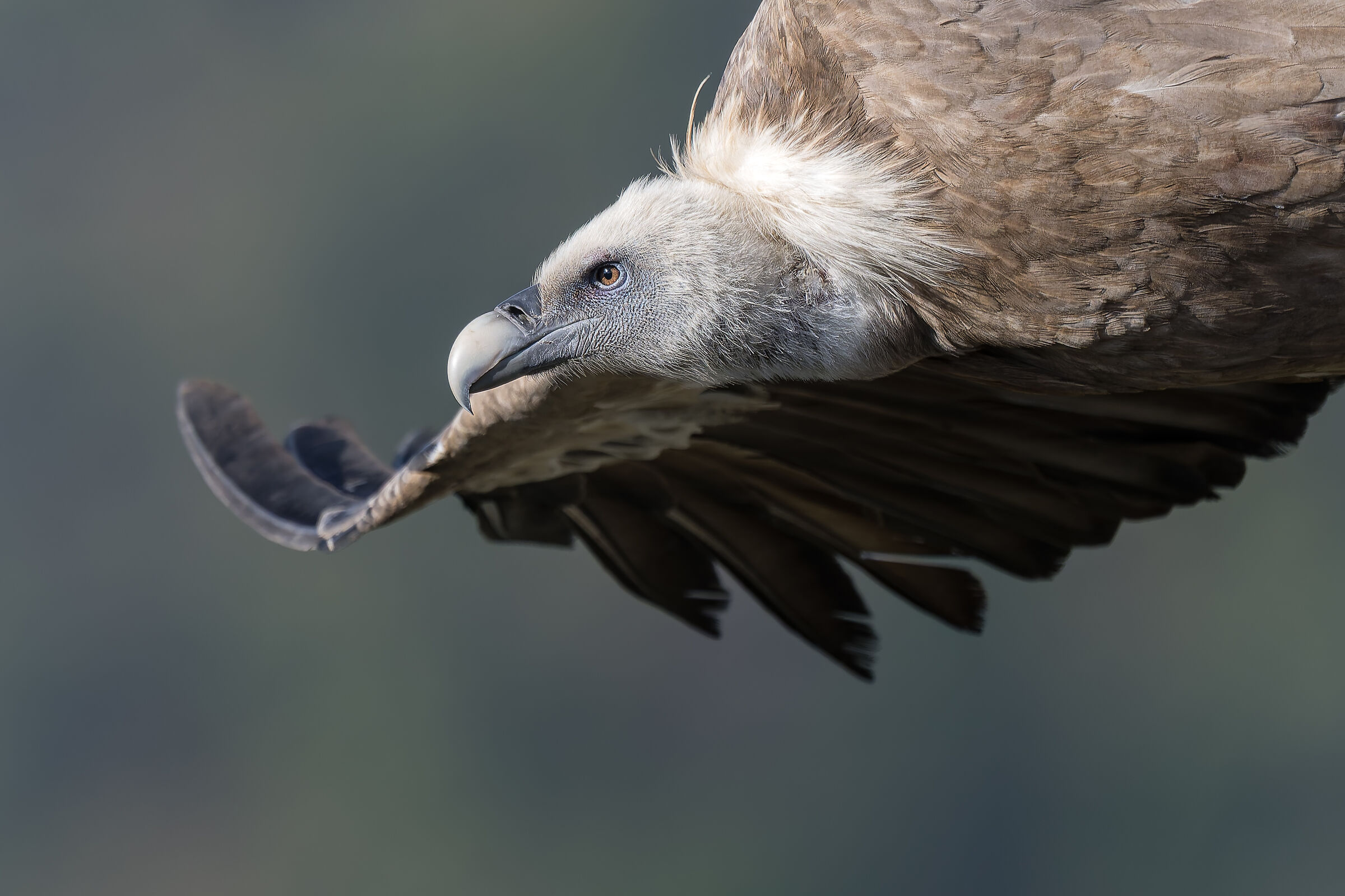 Griffin-Parc naturel régional des Baronnies Proven&cc...