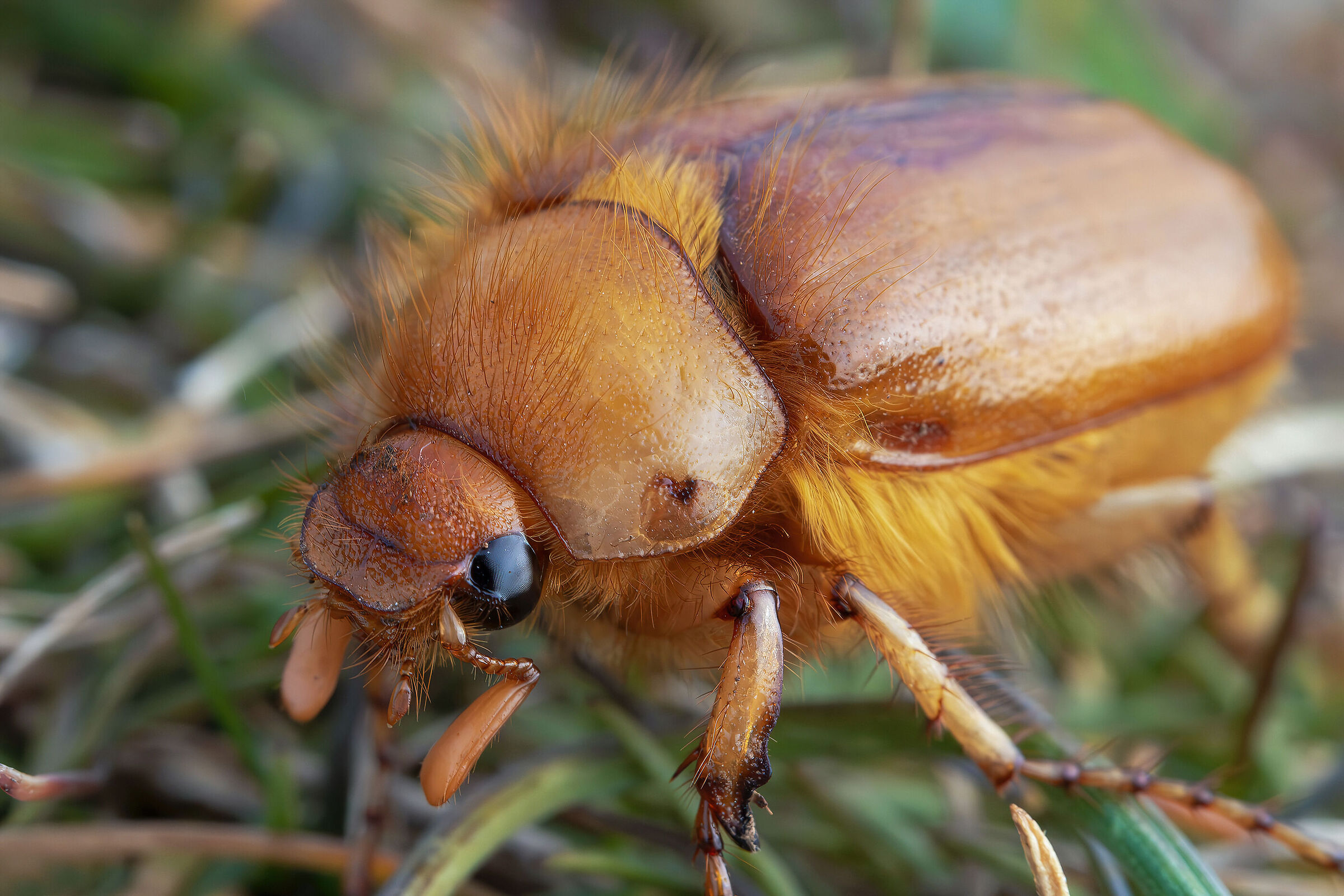 Firminus ciliatus vexillis