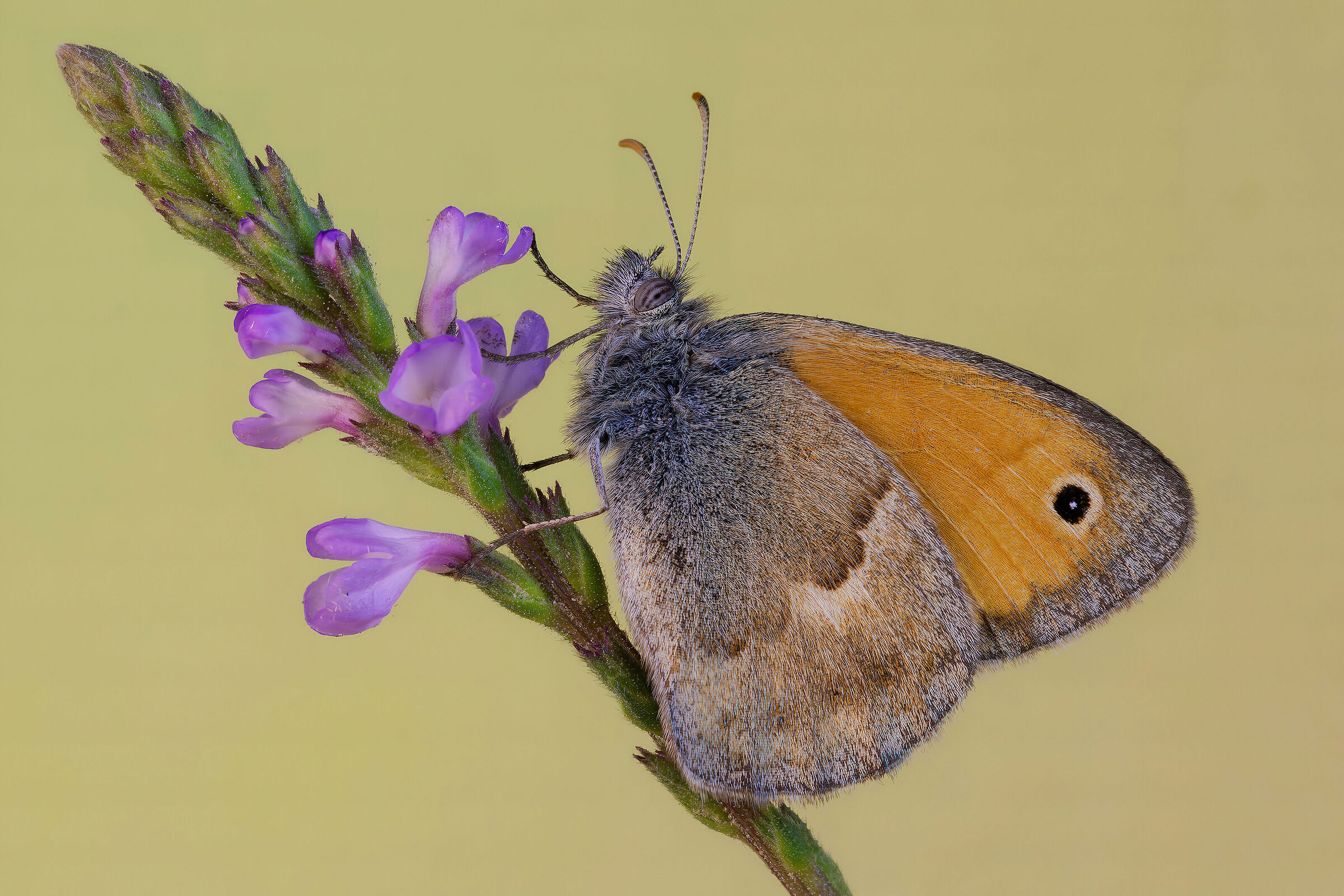 Coenonympha pamphilus