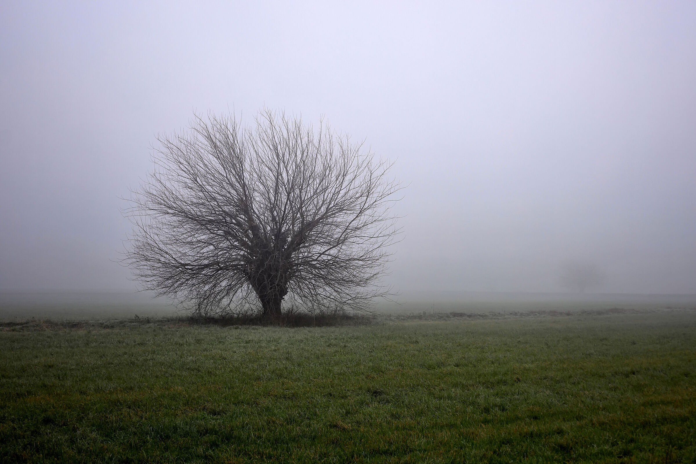 The Mulberry Tree