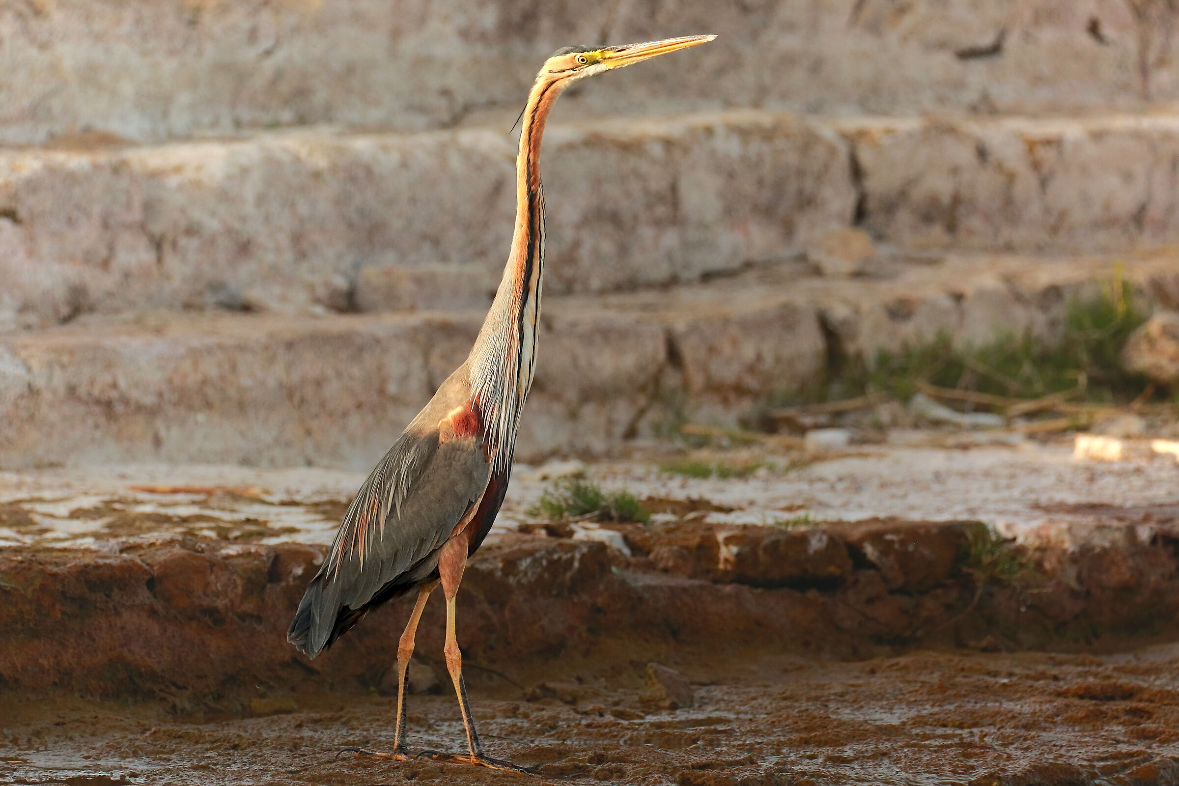 Airone rosso sul Nilo