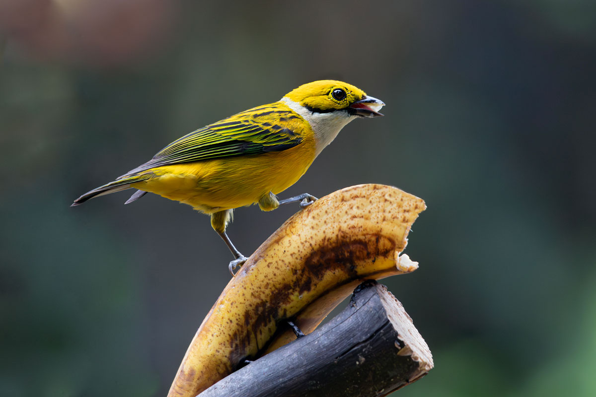White-throated yellow tangara