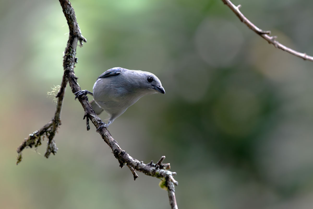 Grey-blue tangara