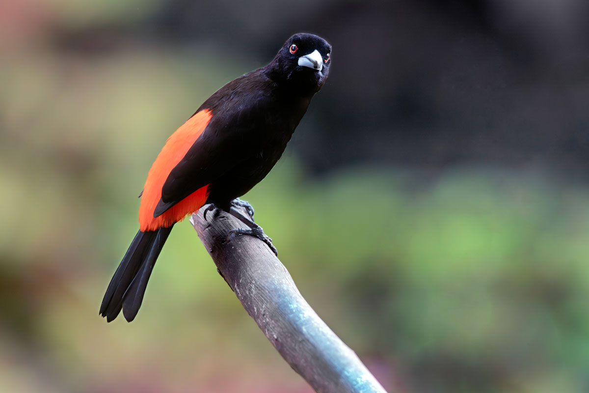Scarlet-rumped Tangara