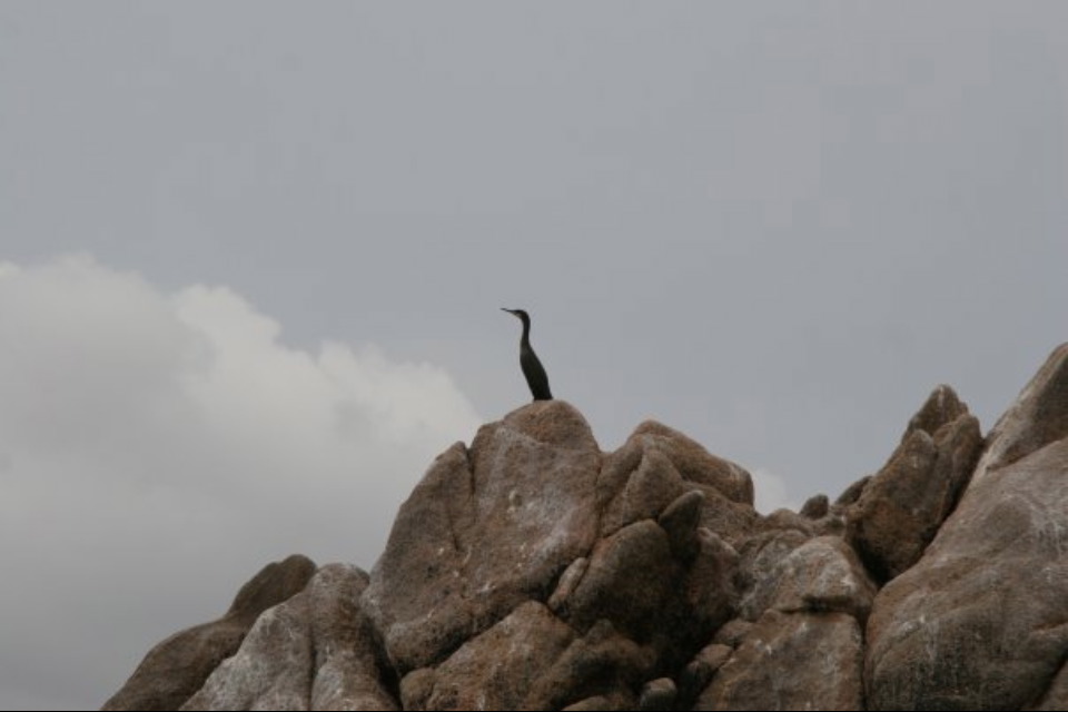 Cormorano