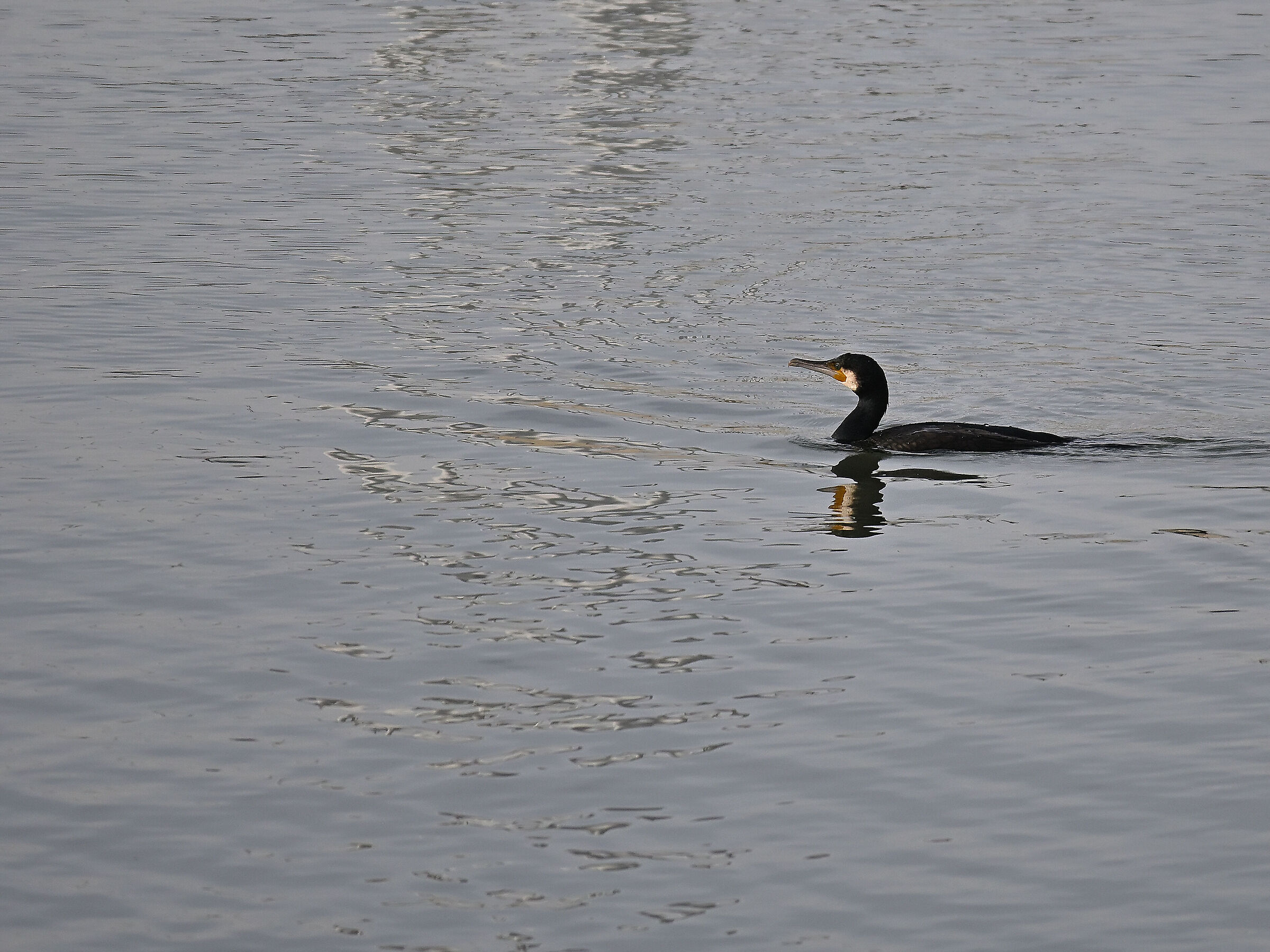 Cormorano