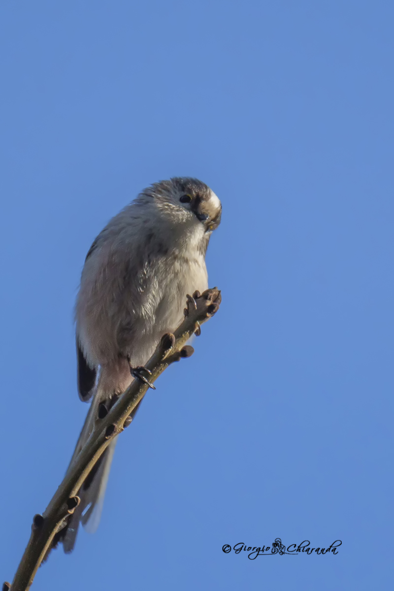 Long-tailed (Aegithalos caudatus)