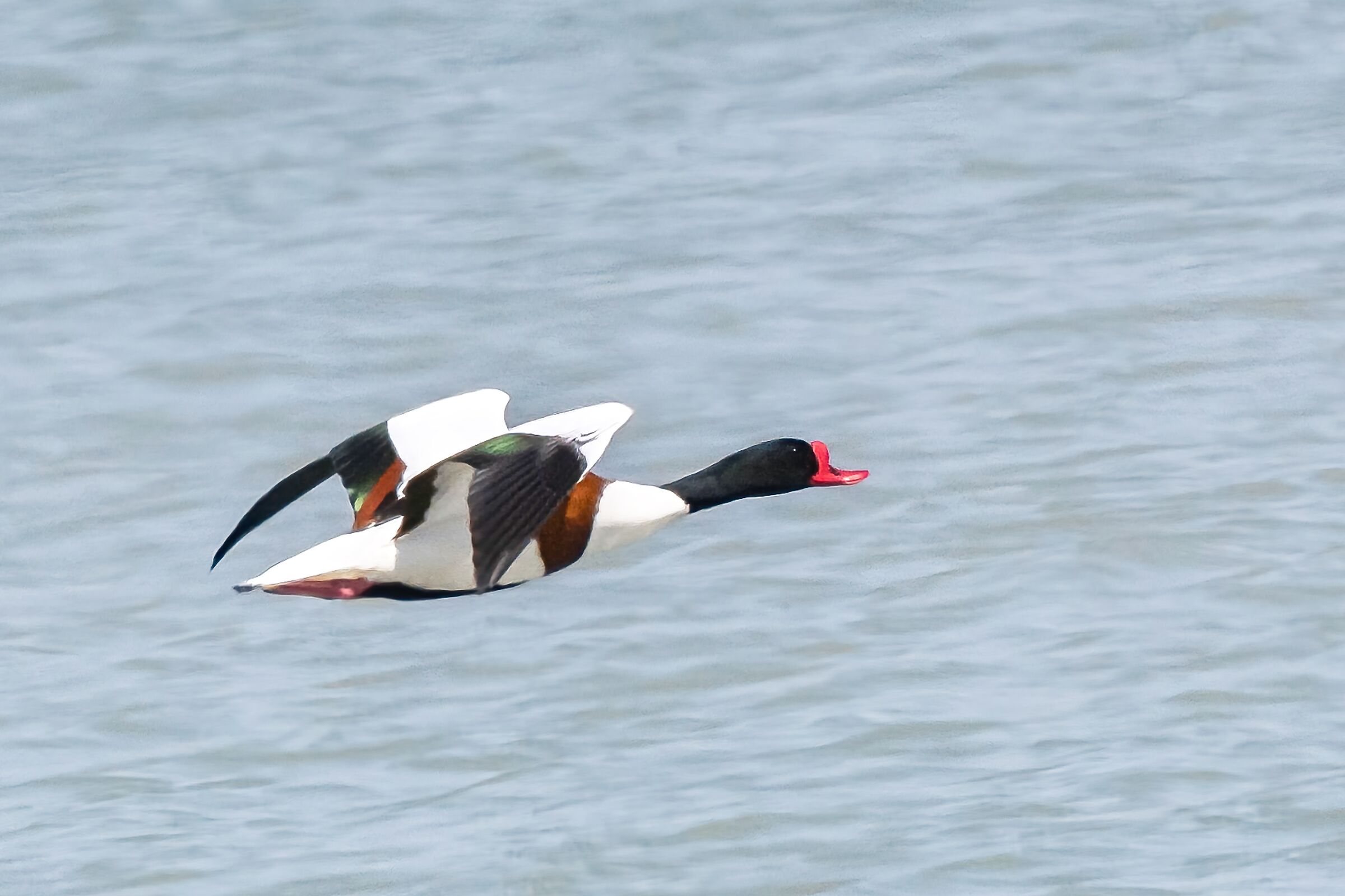 Volpoca in volo