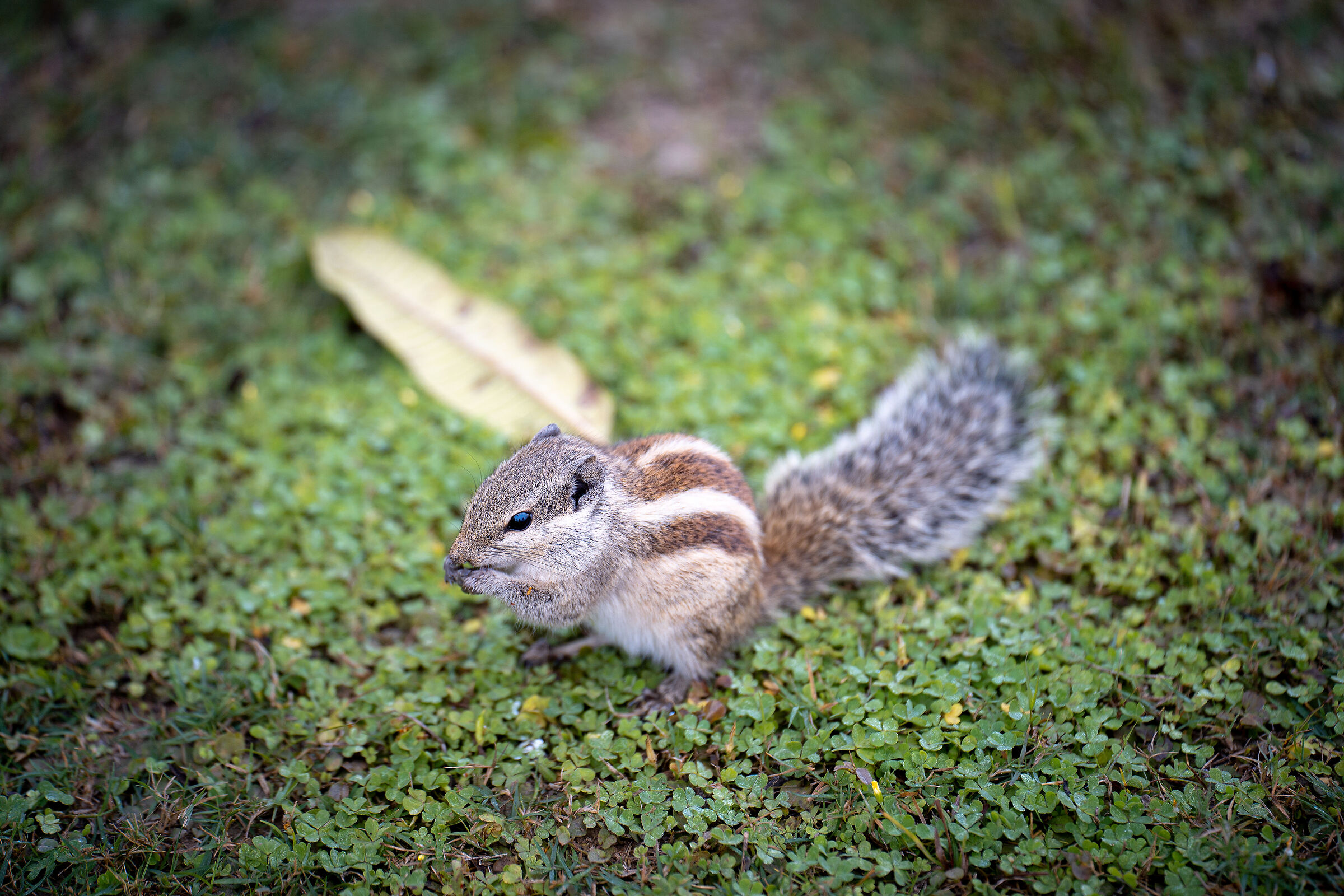Squirrel