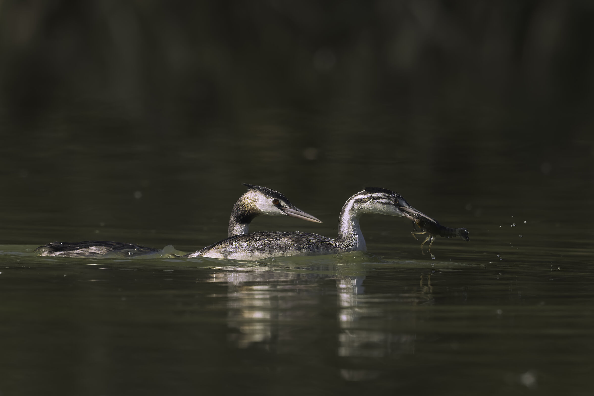 Bravo ragazzo, stai imparando!