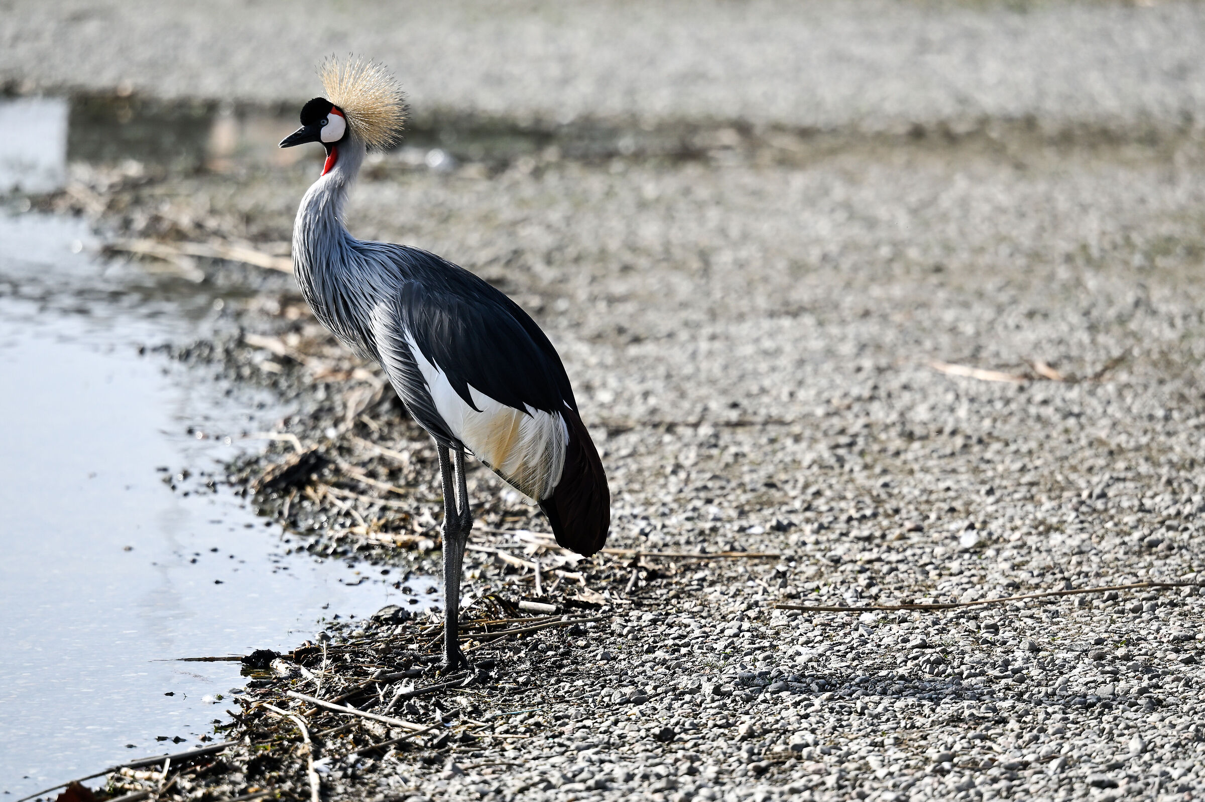 Crowned Crane