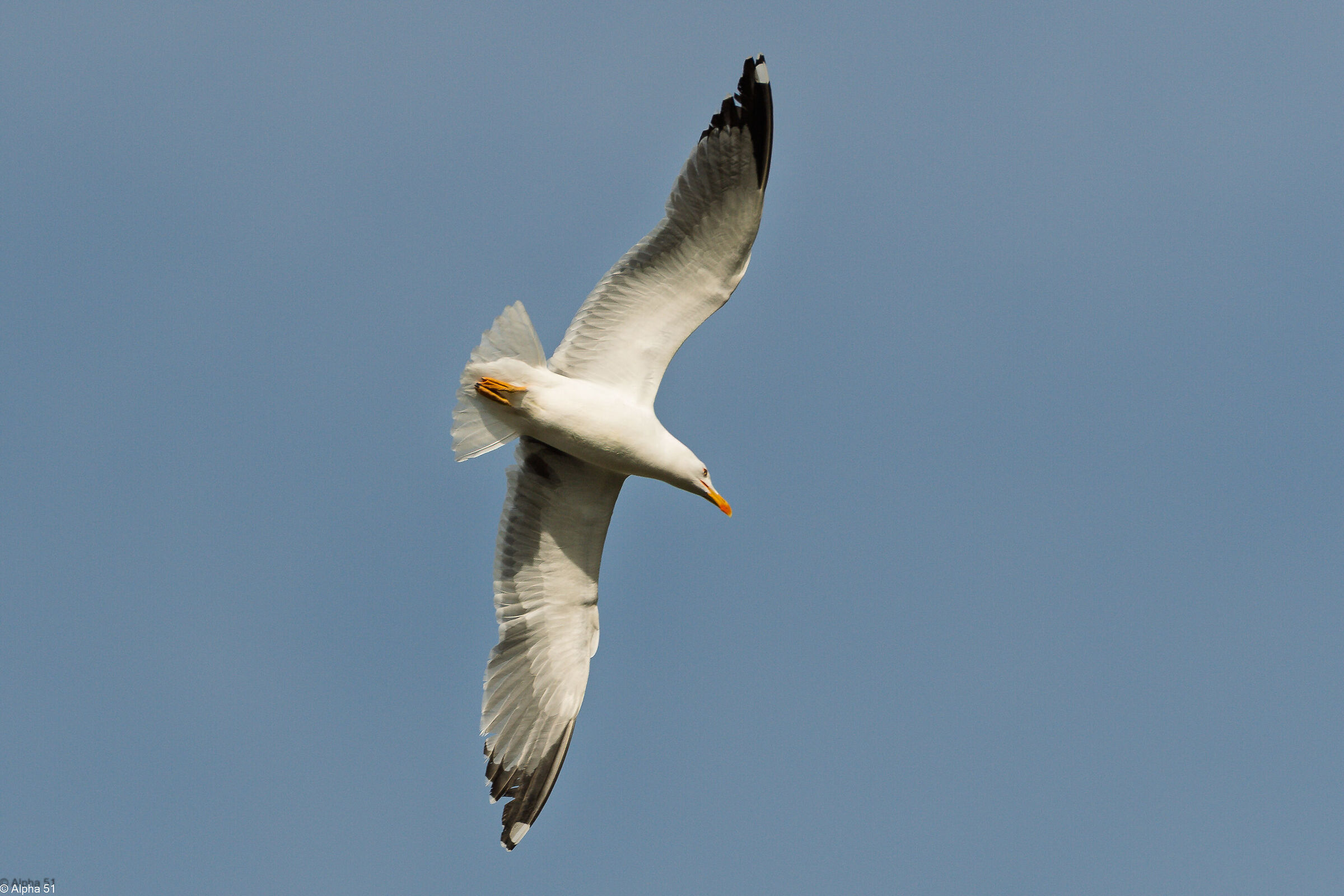 Seagull