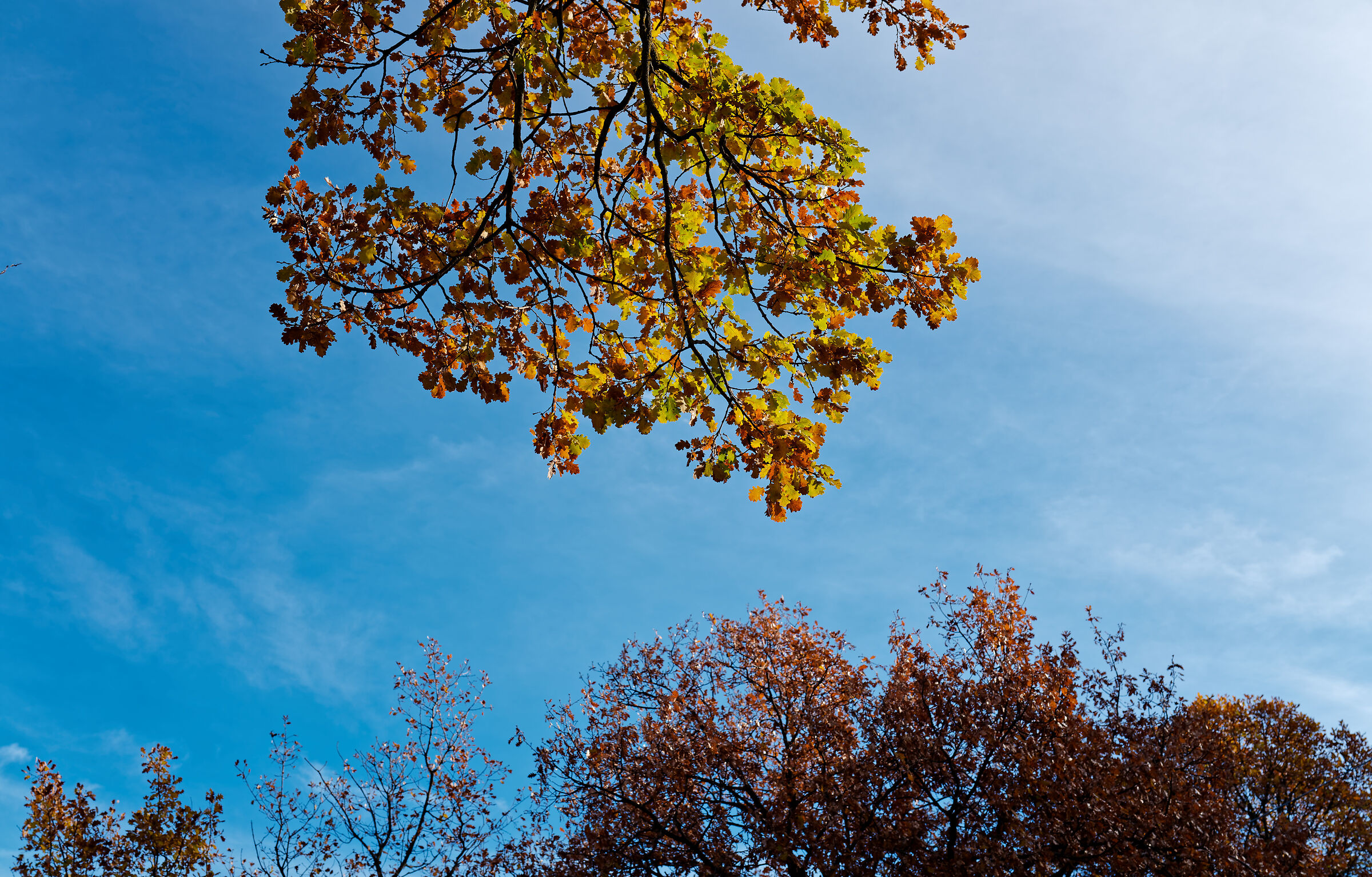 Monteluiano, December 2025